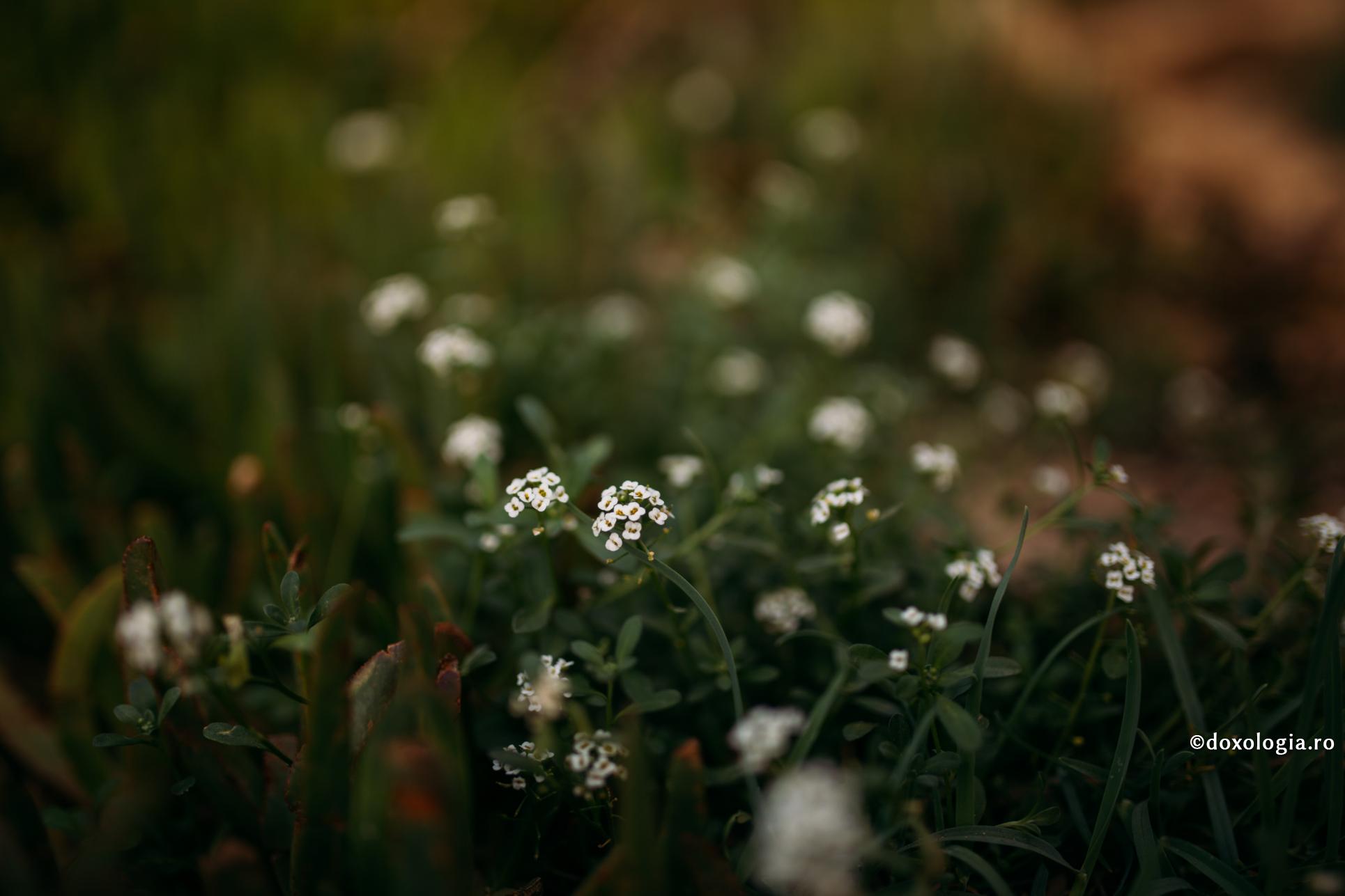 Tot binele trebuie să fie pătruns de smerenie