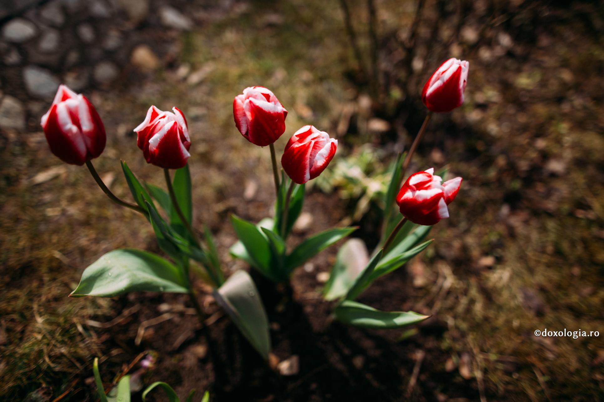 Îngâmfarea, sămânța care dă naștere mândriei