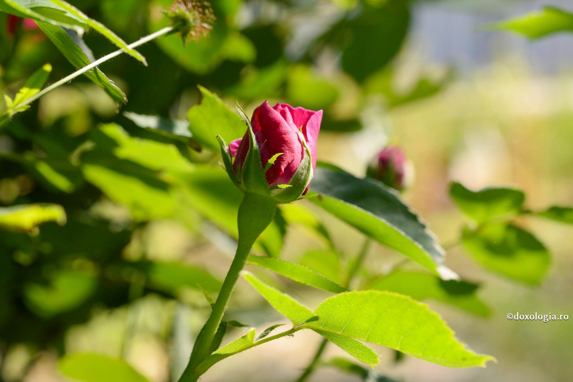 Cum se naște mândria