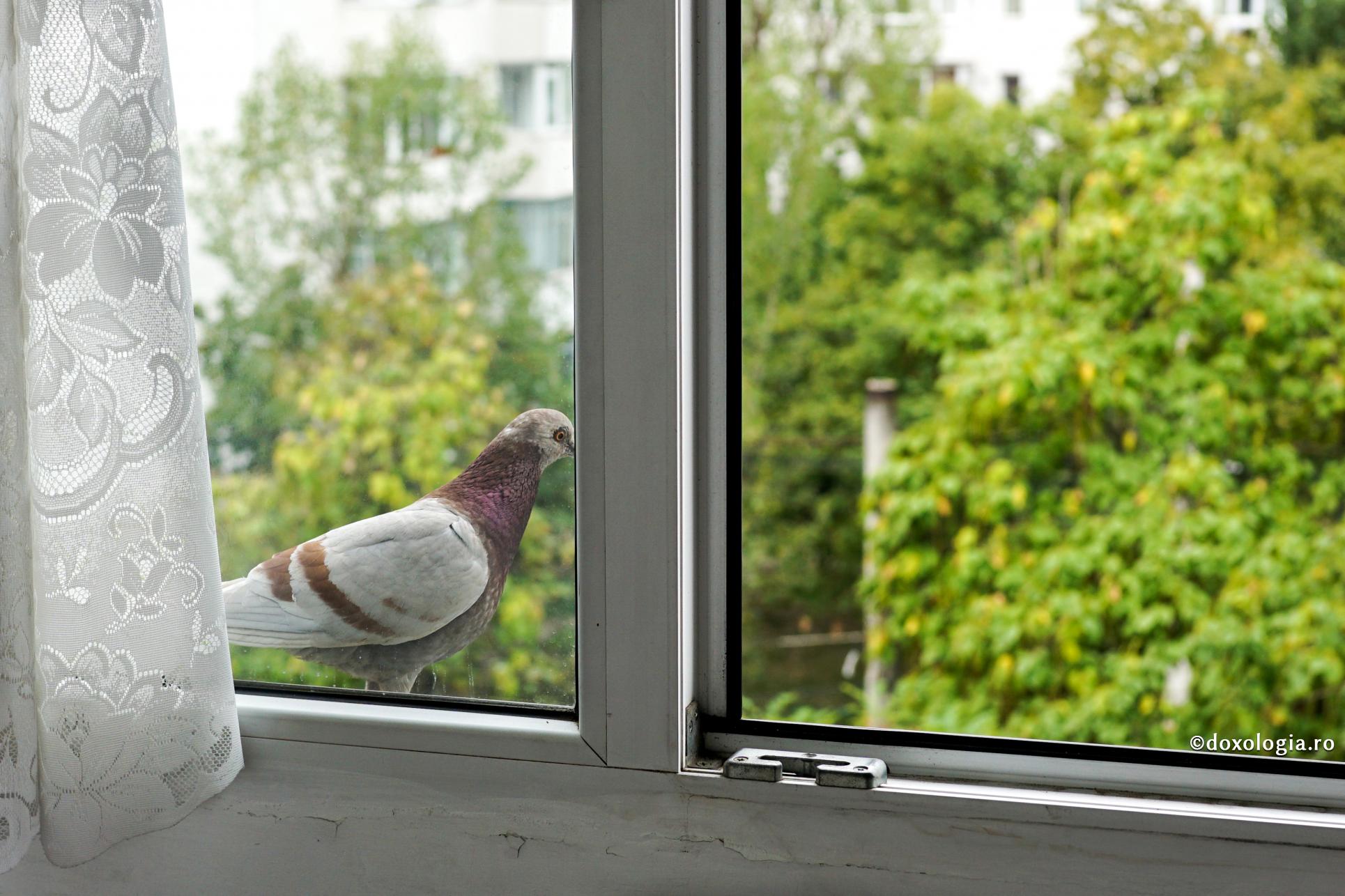 porumbel la fereastră