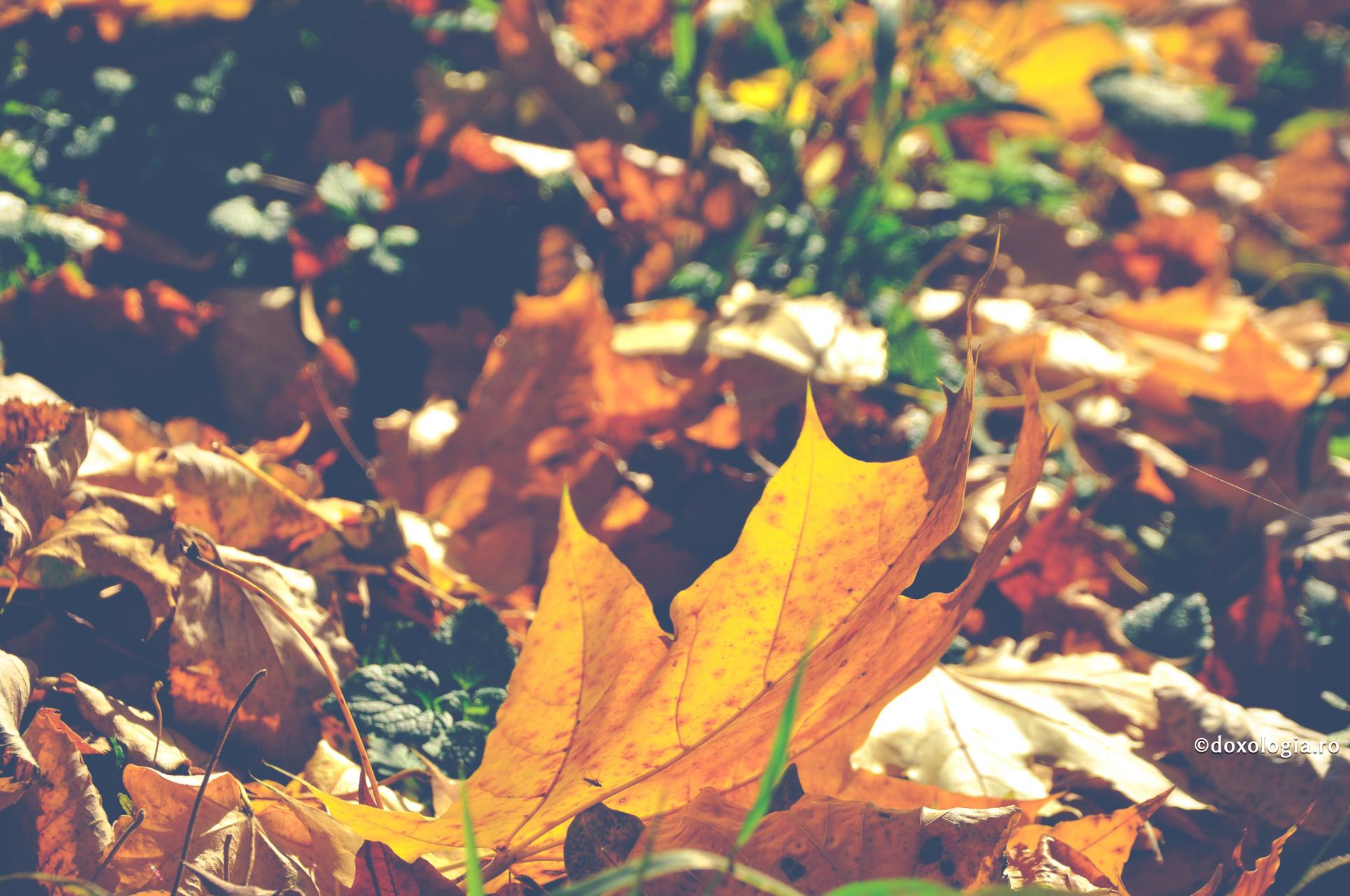 Sufletul tremură ca frunza de toamnă