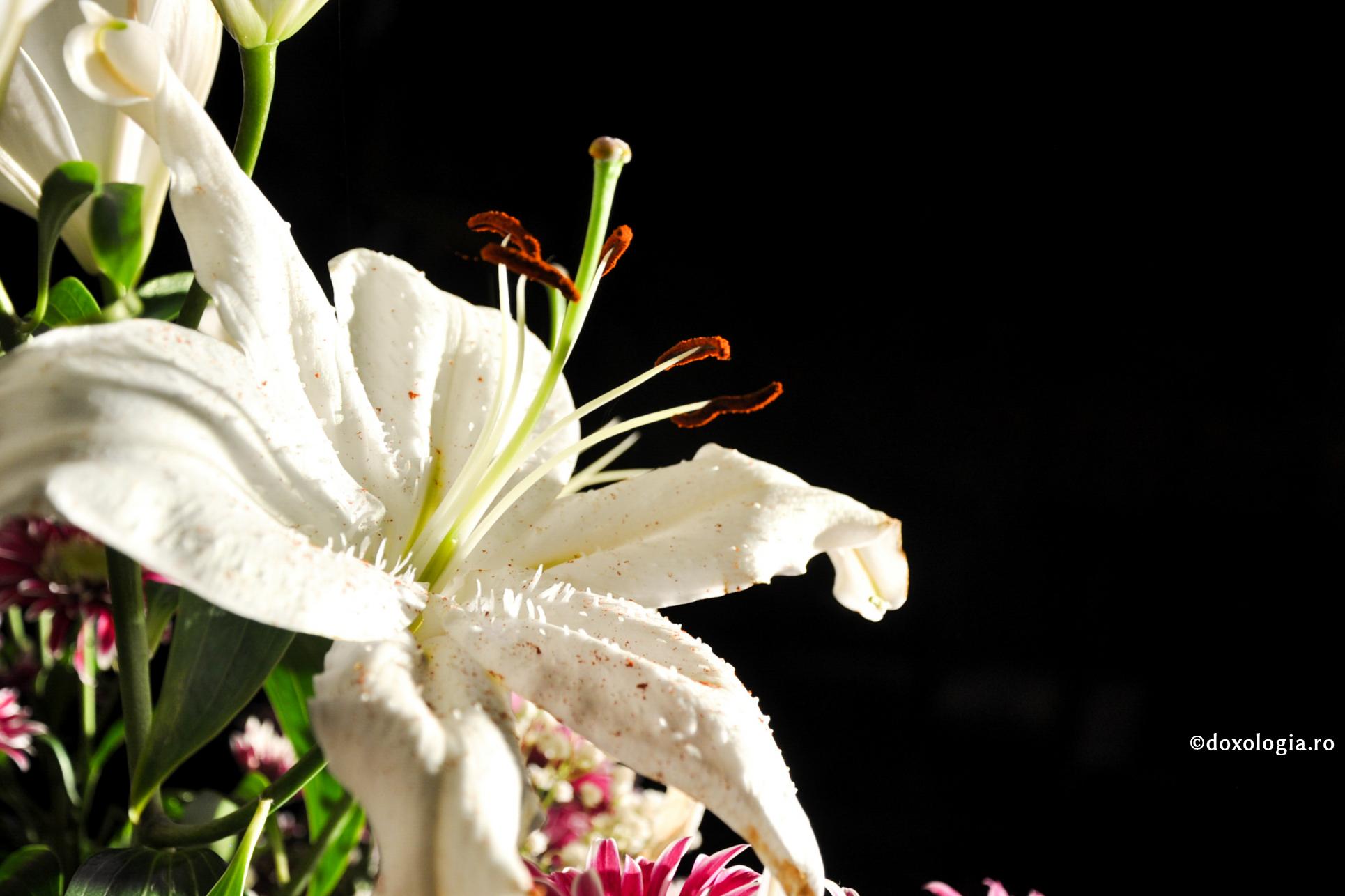 Sufletul unui drept strălucește mai tare decât soarele