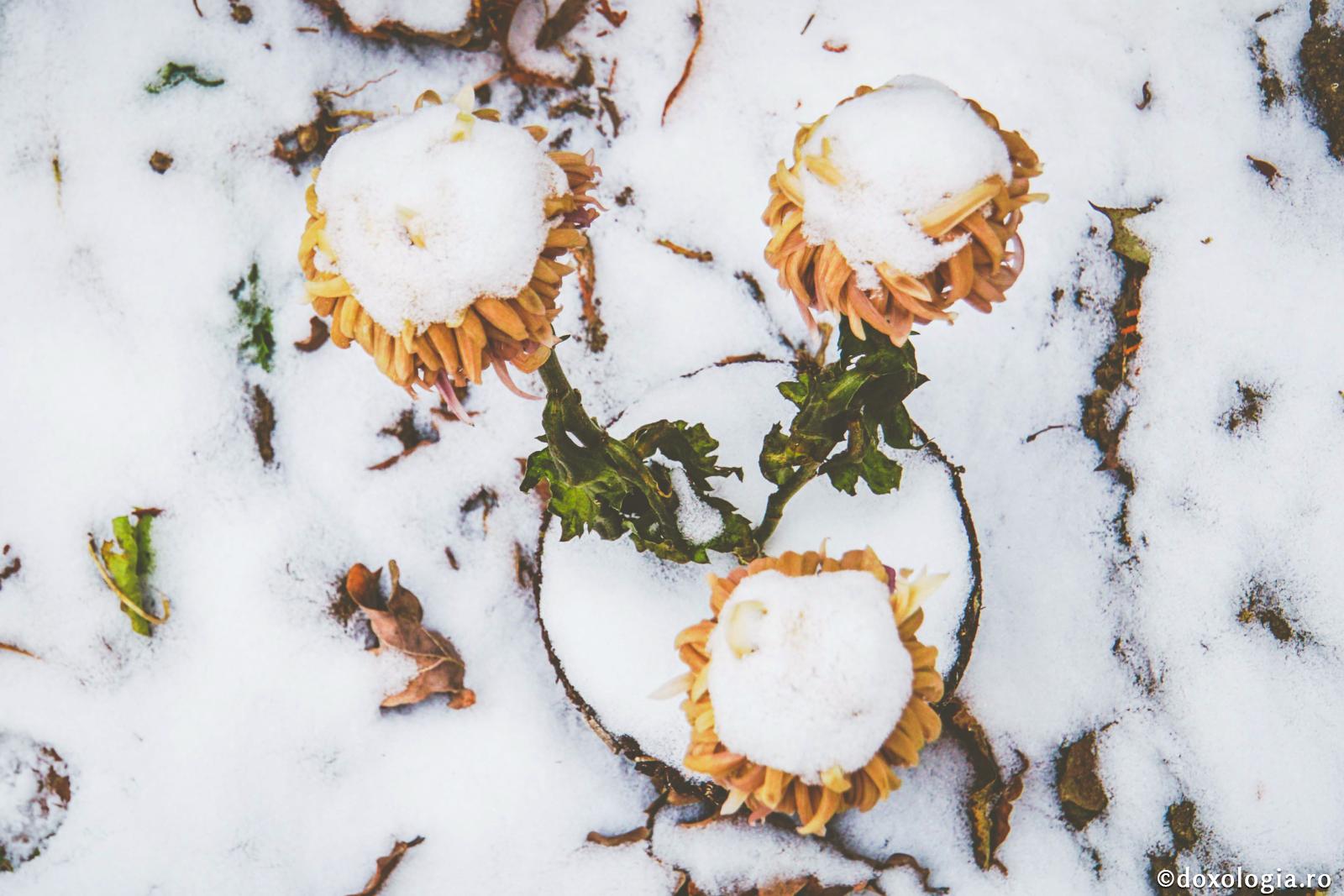 Prea mult contează astăzi amintirea...