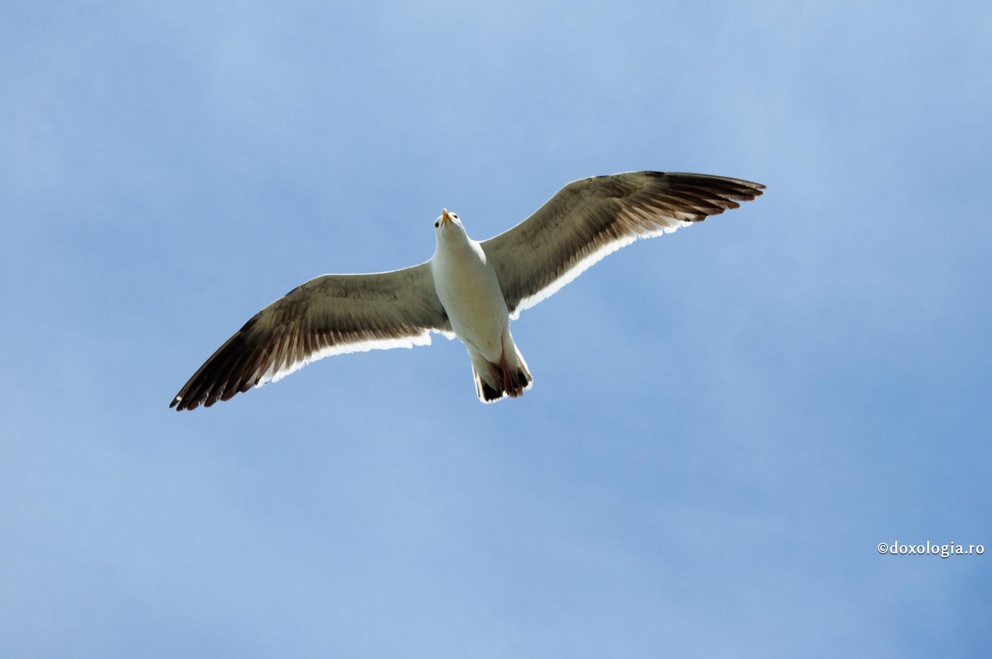 Gheron Iosif Vatopedinul, despre calea spre libertatea duhovnicească
