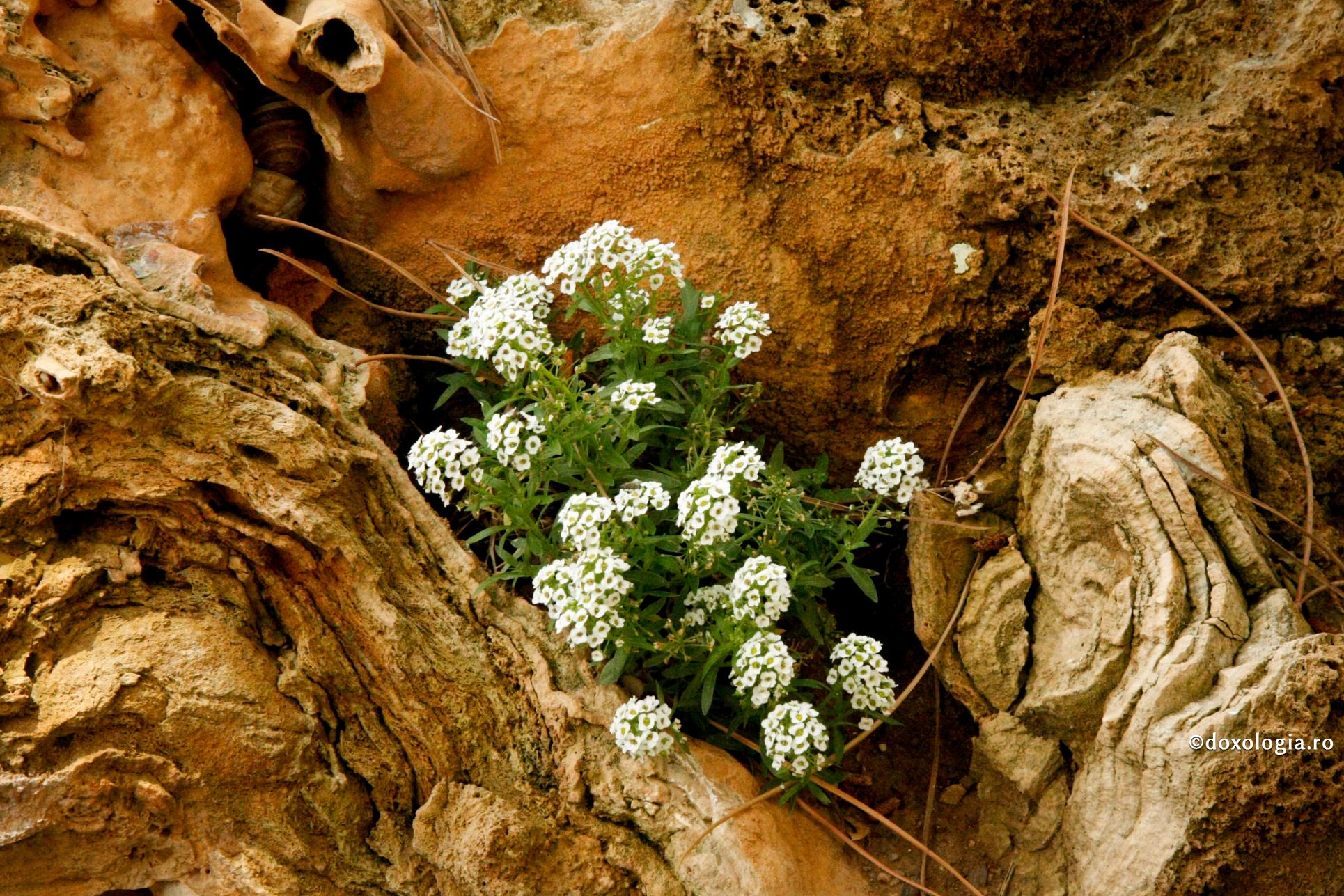 Să învățăm să ne minunăm de Dumnezeu!