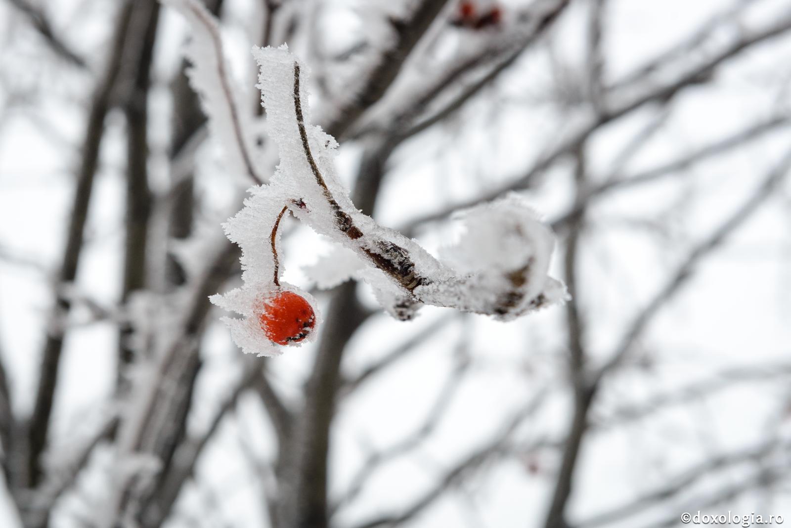 Prea multă iarnă zace amânată...