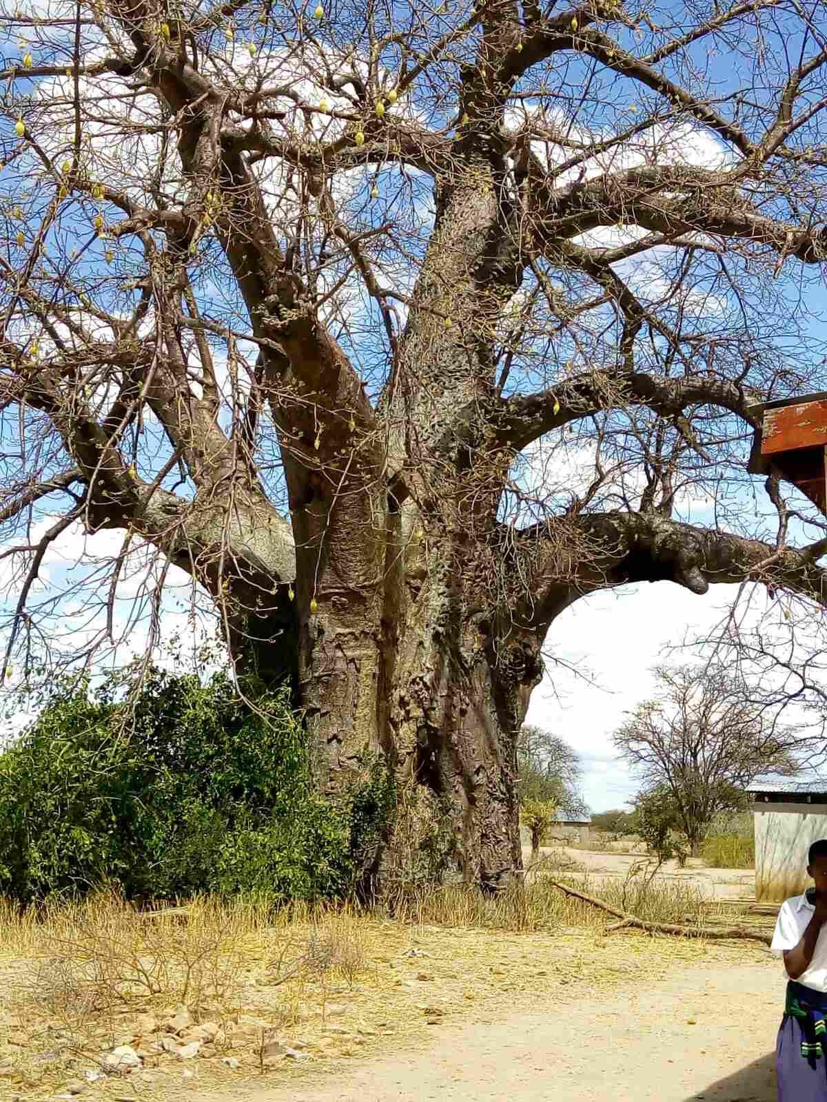 Sfântul Ierarh Nicolae a adus daruri în Tanzania Sfântul Ierarh Nicolae a adus daruri în Tanzania