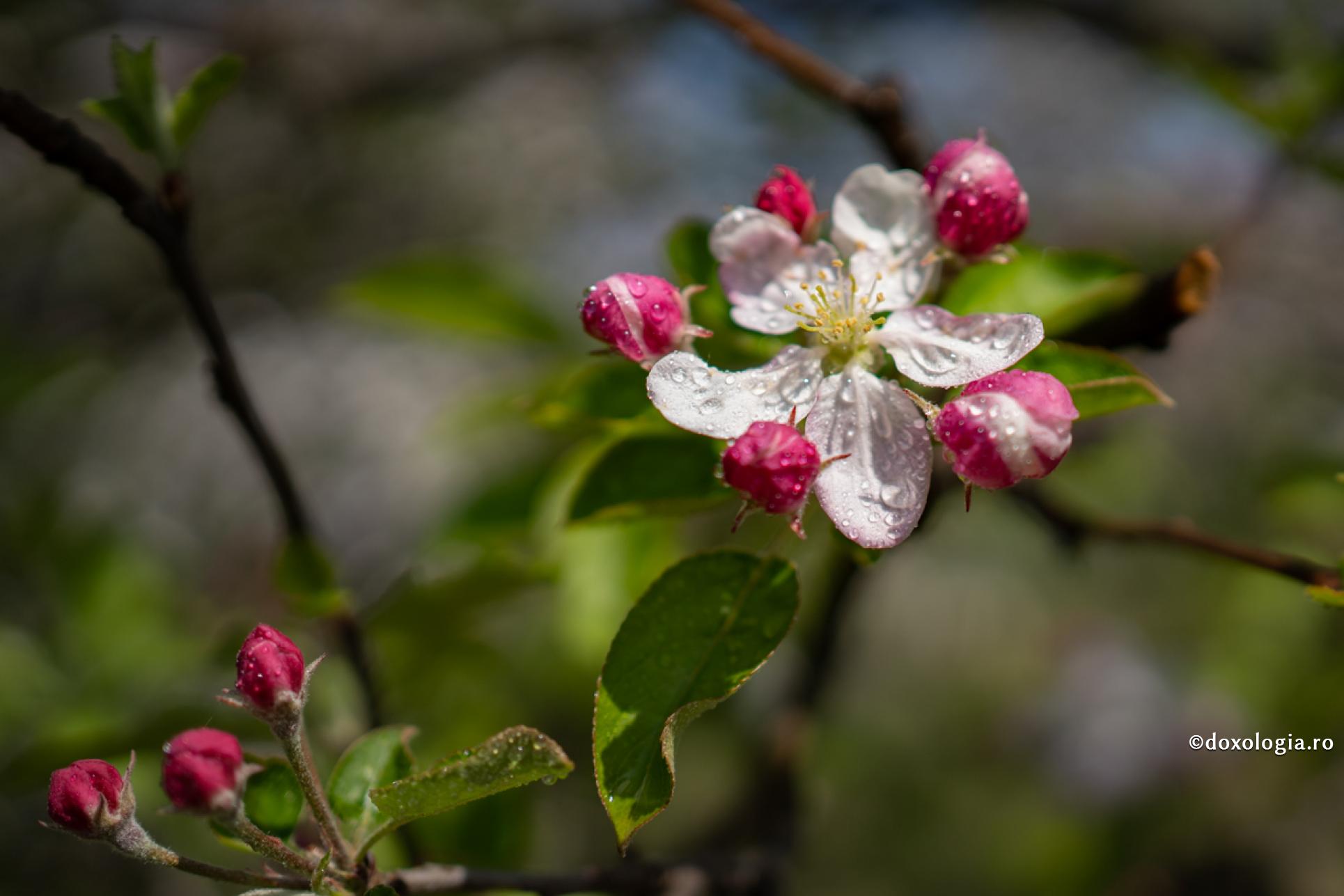 Care este folosul cugetării la creația lui Dumnezeu?
