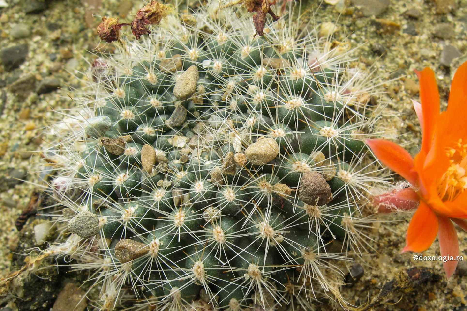 Cum se manifestă „dragostea” egoistă față de copil și care sunt consecințele ei / Foto: Ioana Zlotea cactus