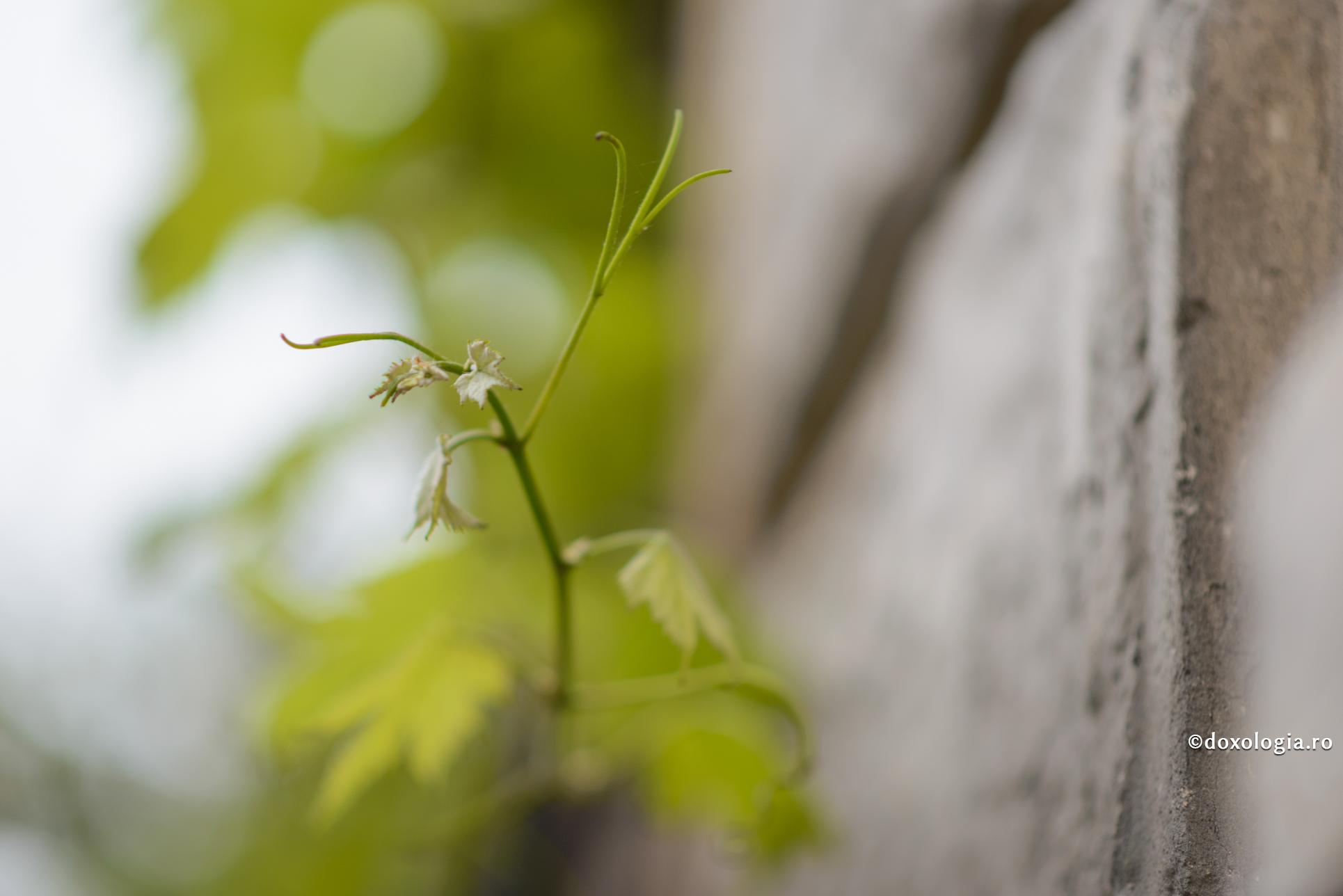 De unde vin gândurile rele?