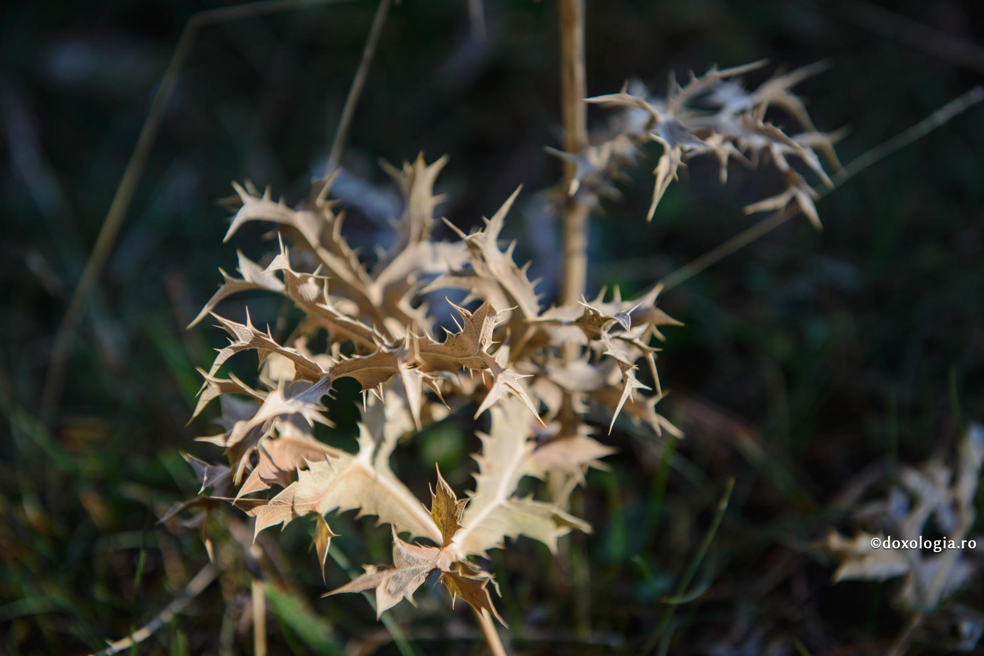 De ce suferă oamenii?