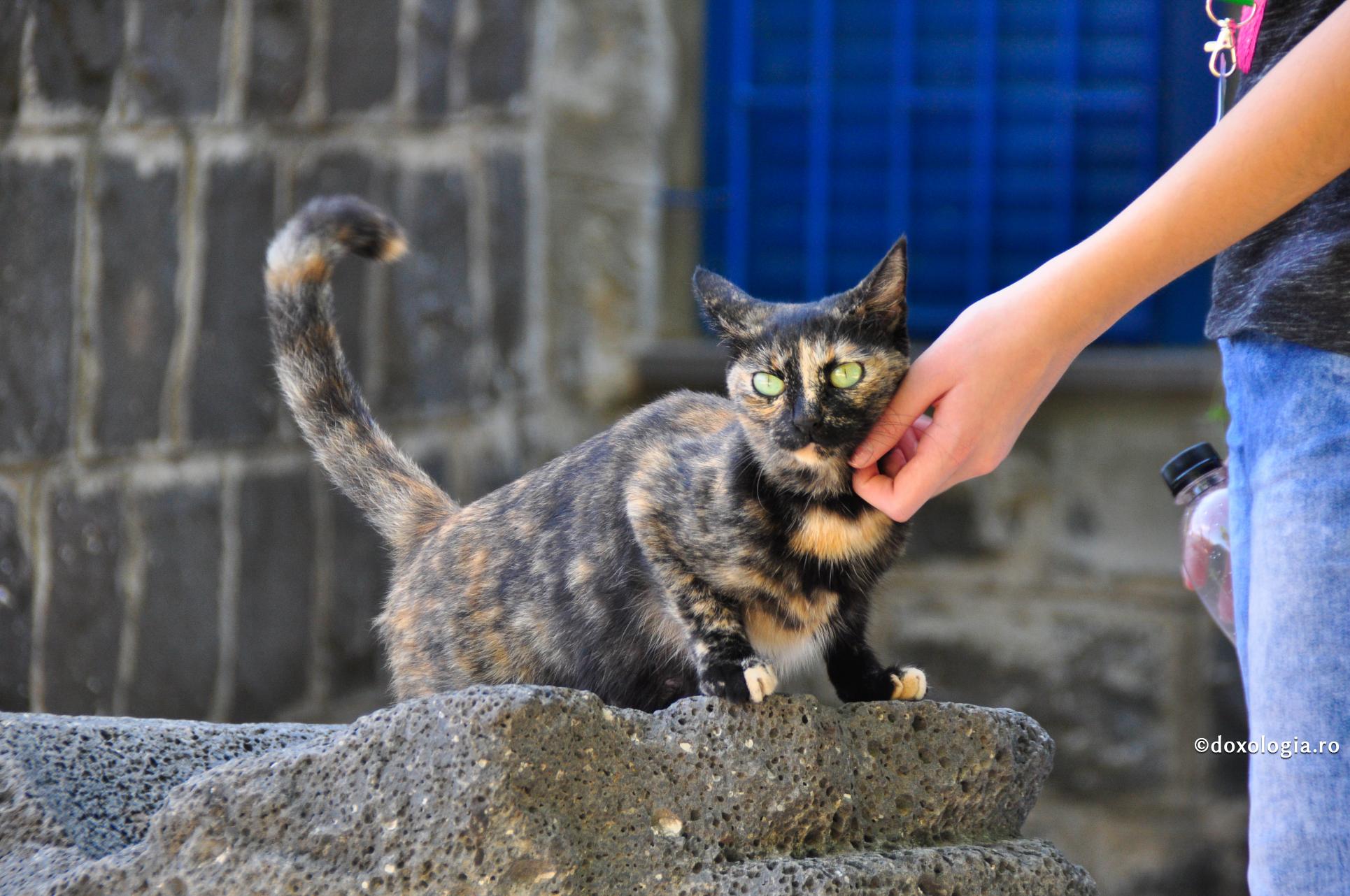 Dacă îmi taie calea o pisică neagră înseamnă că îmi va merge rău?