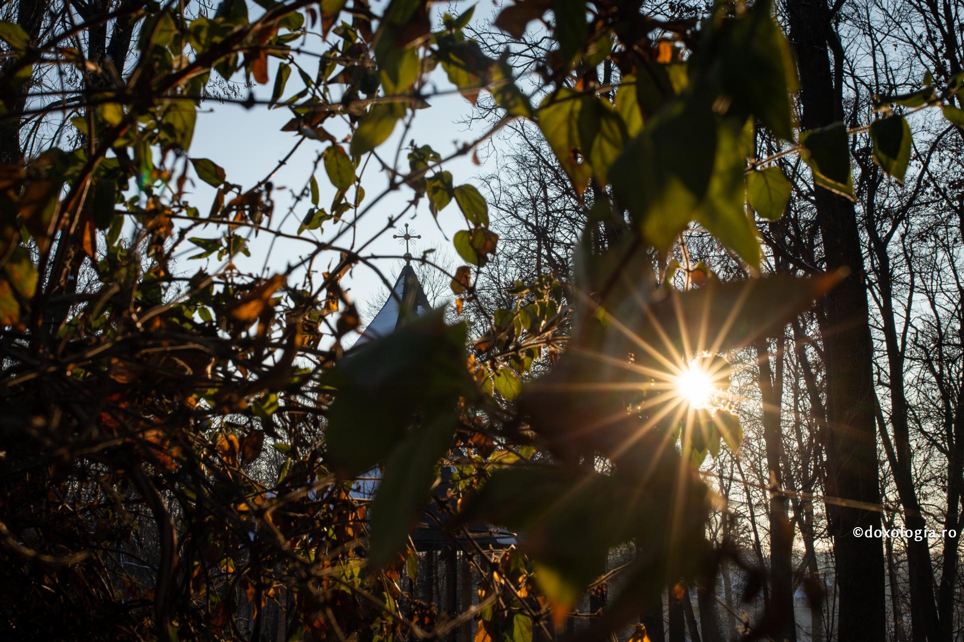 raze de soare în pădure