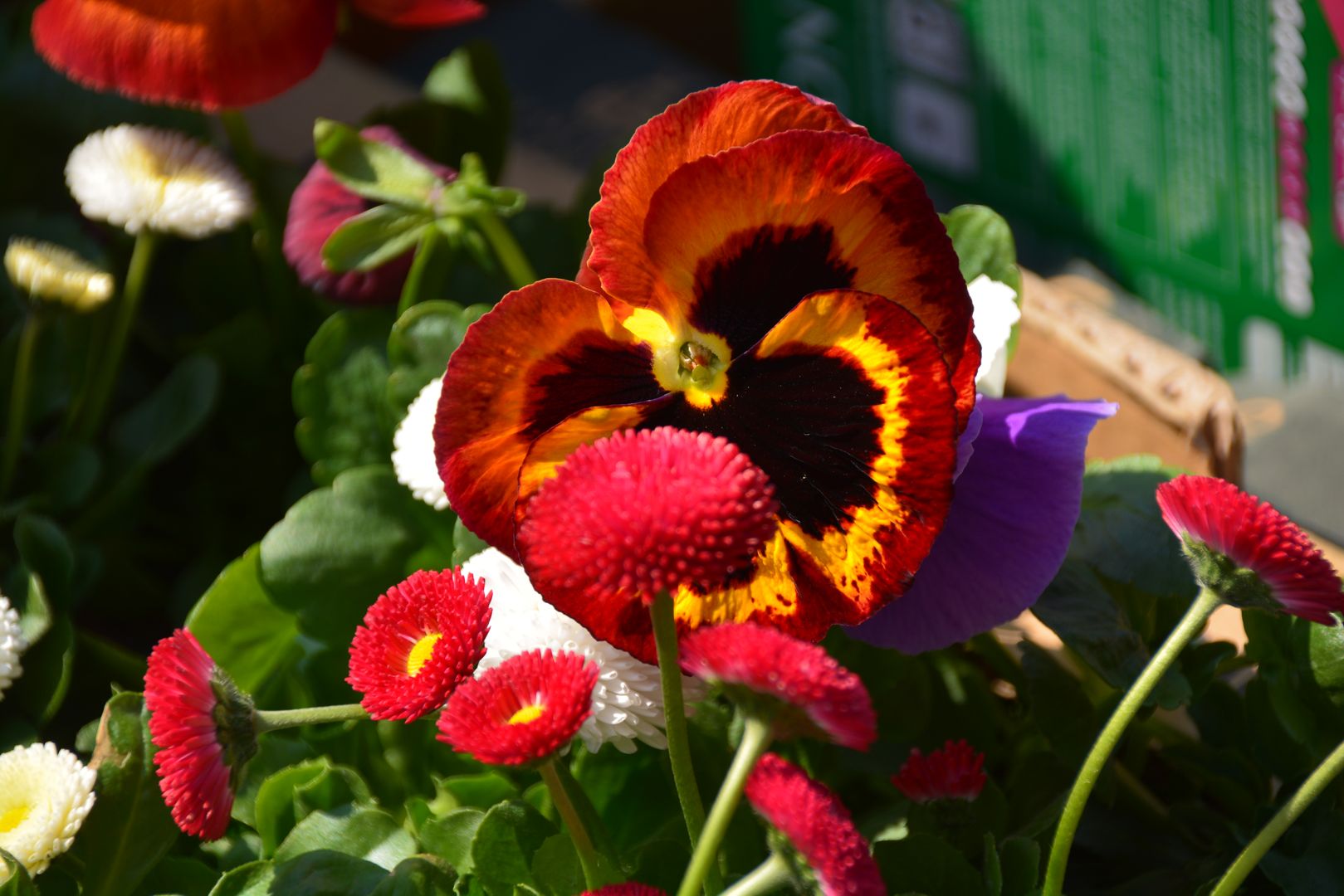 Ziua Arborelui, marcată la Biserica „Sfântul Nicolae Domnesc” din Iași
