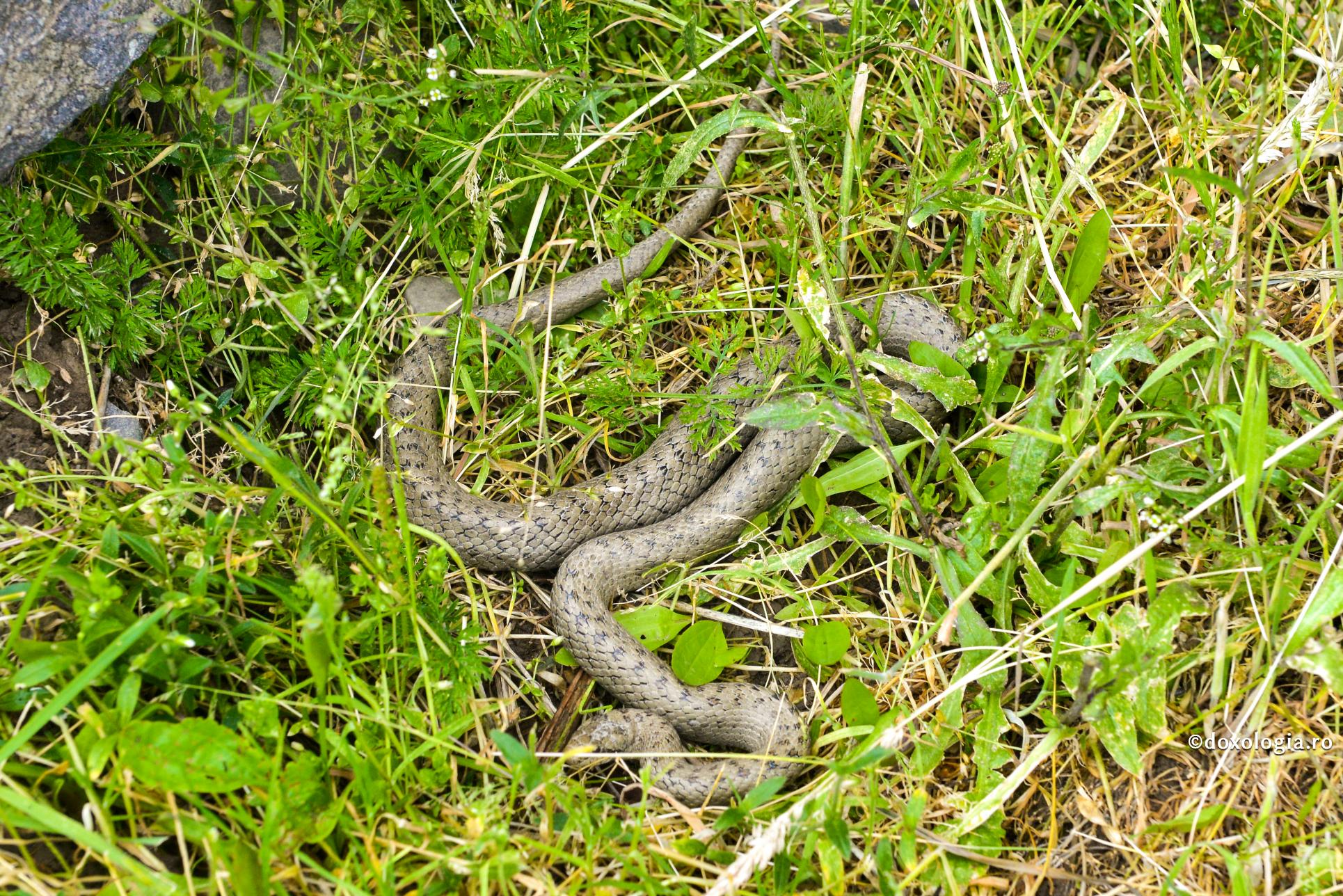 Trufia este asemenea șarpelui – dacă o calci, te mușcă