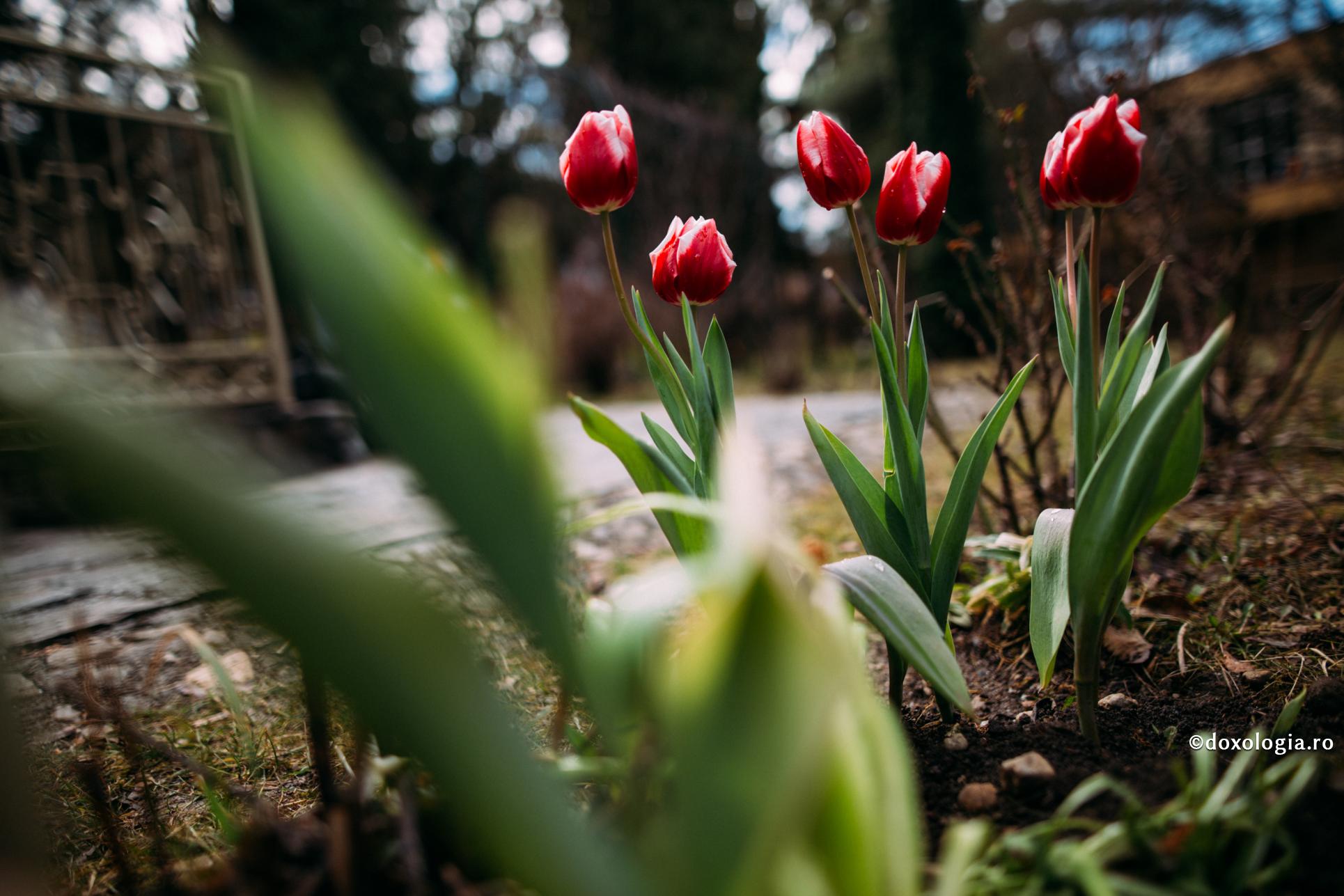 Cele cinci feluri de dragoste