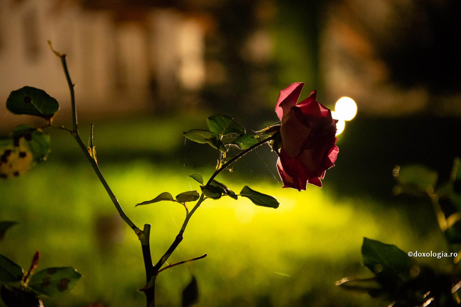 Păziți-vă de tot cuvântul care rănește