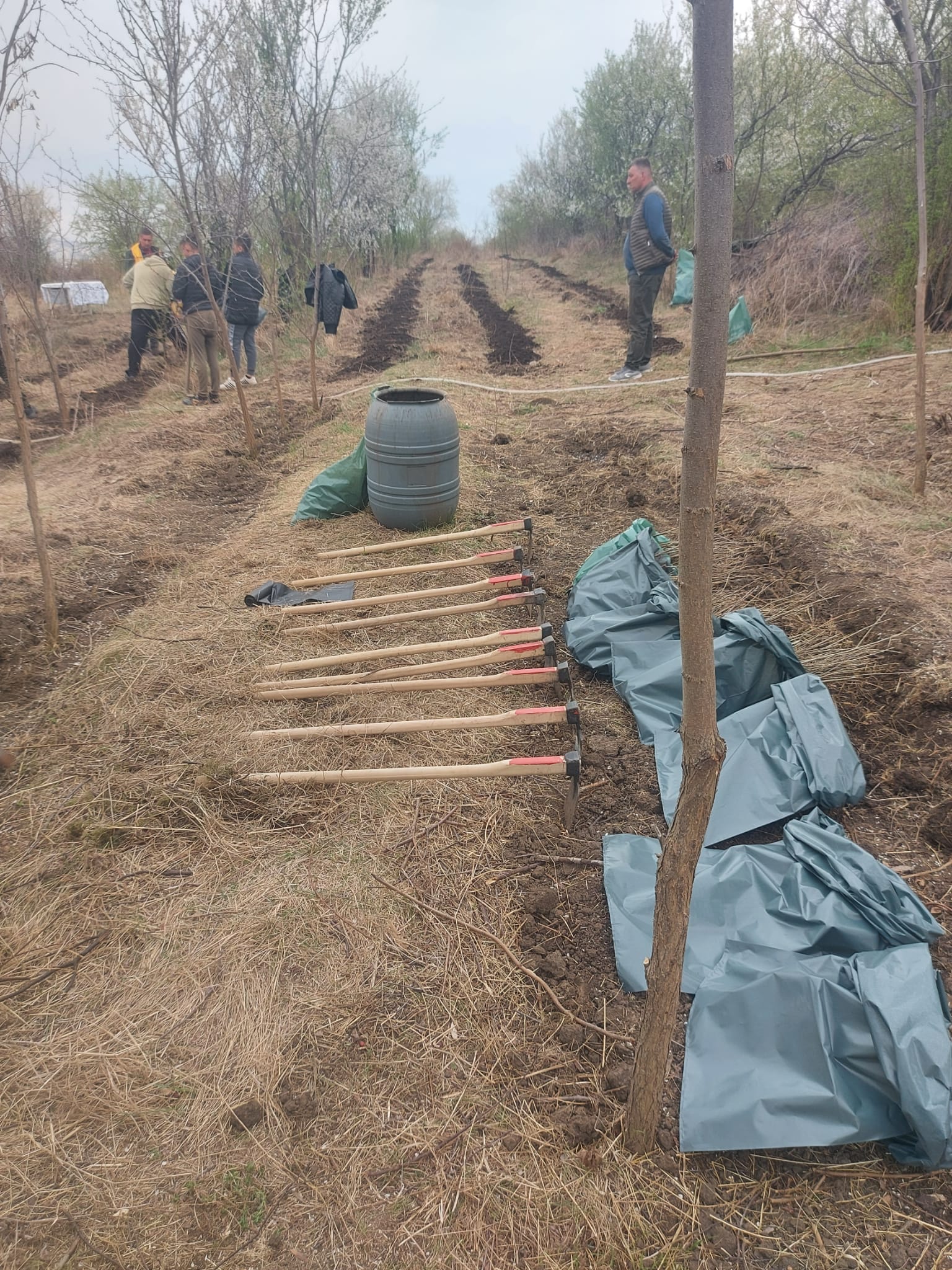 „Sădește un pom, Educă un om!”: 1.200 puieți plantați zilele trecute de Ocolul Silvic Cetățuia