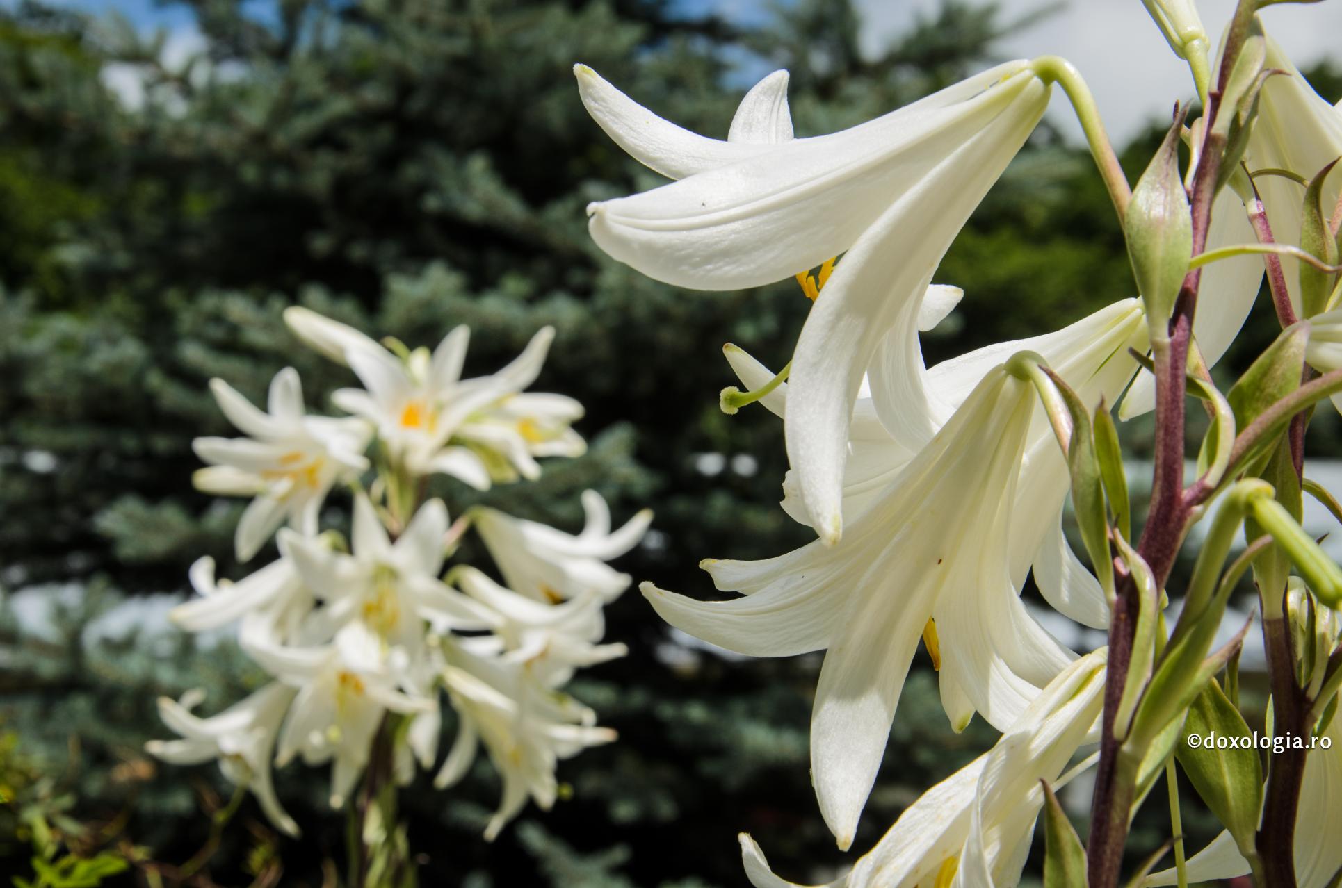 Liniștea credinței în Dumnezeu sau grija zilei de mâine?