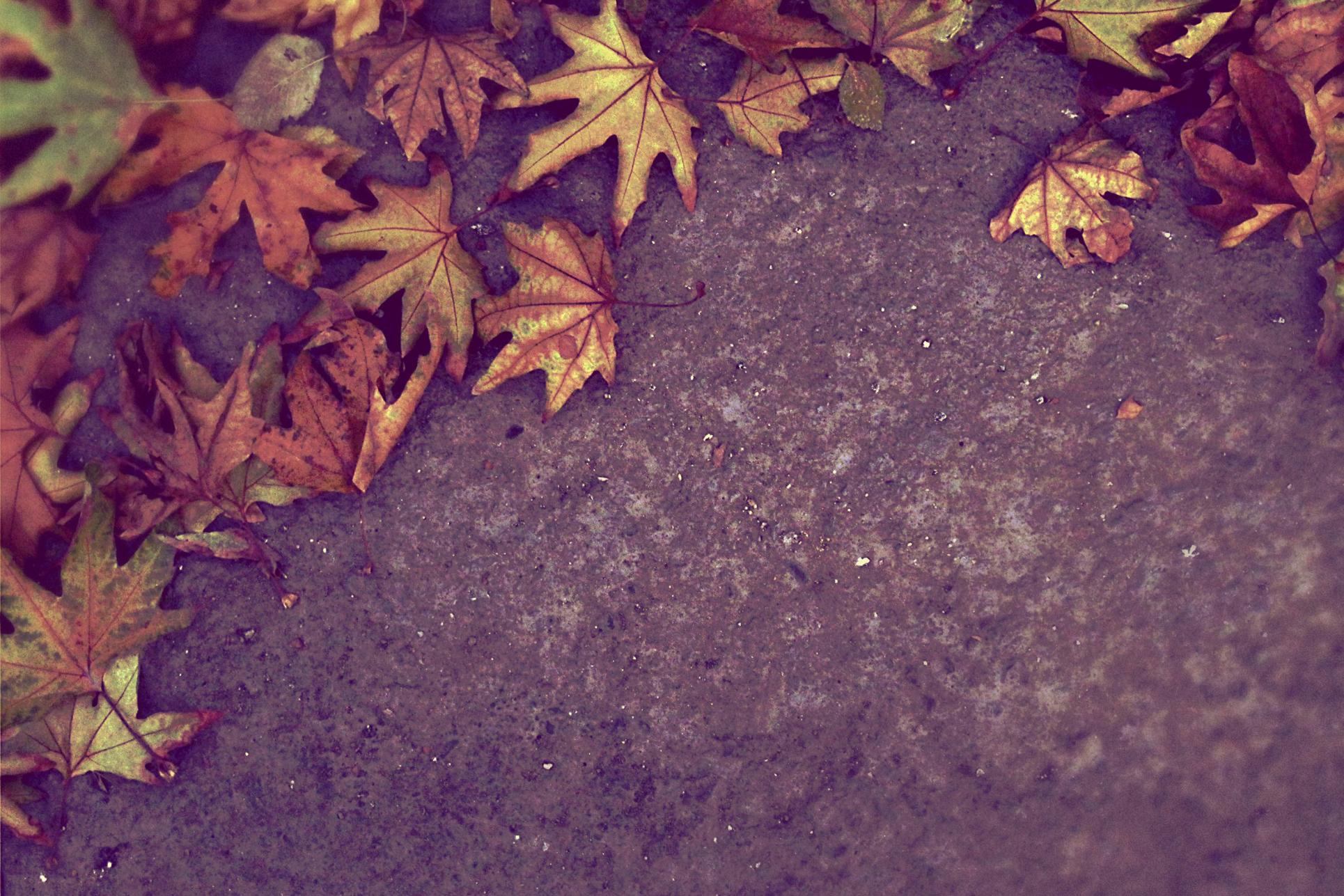 Infidelitatea conjugală, cancerul iubirii / Foto: AdobeStock frunze căzute