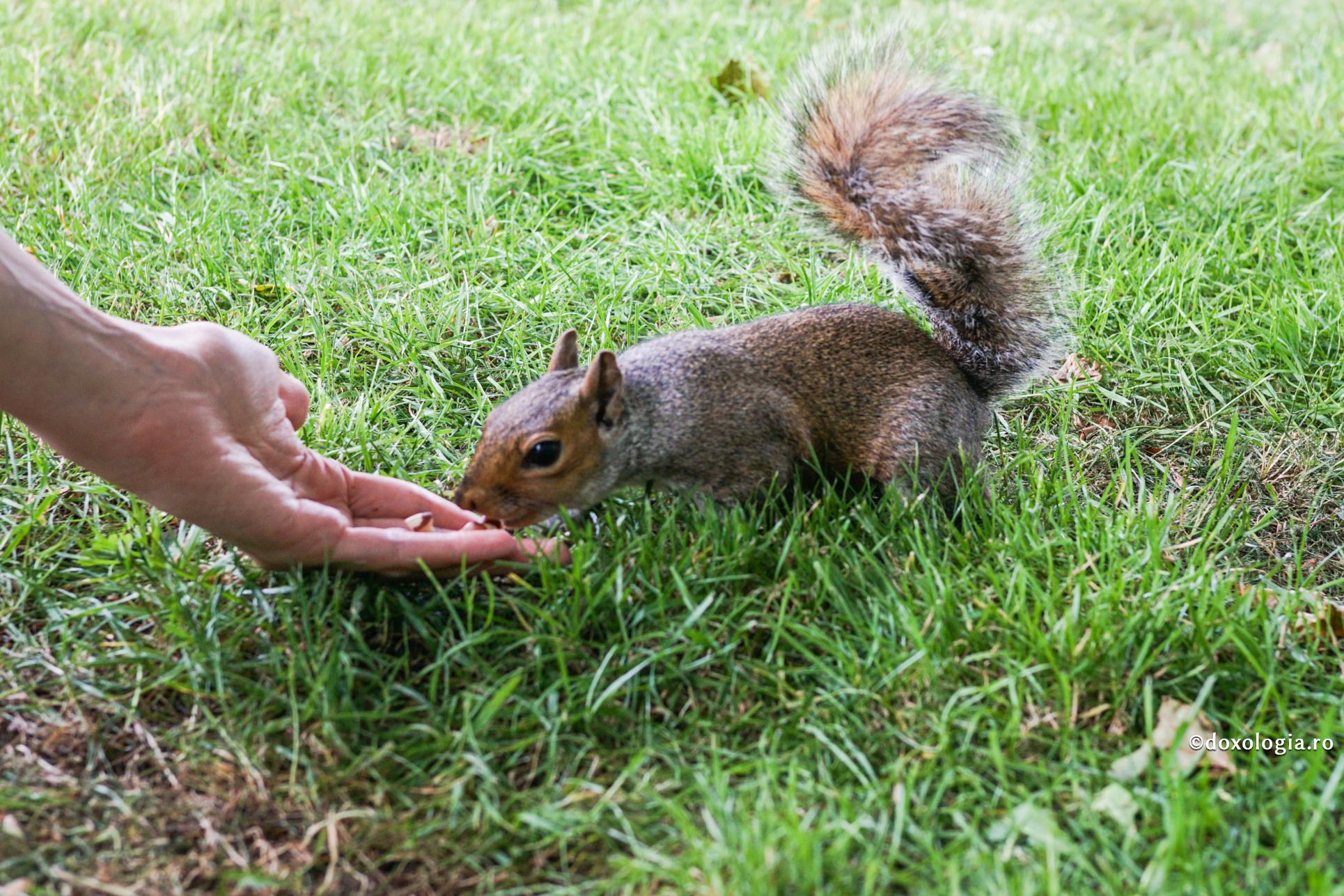 Animalele cer ajutor de la om