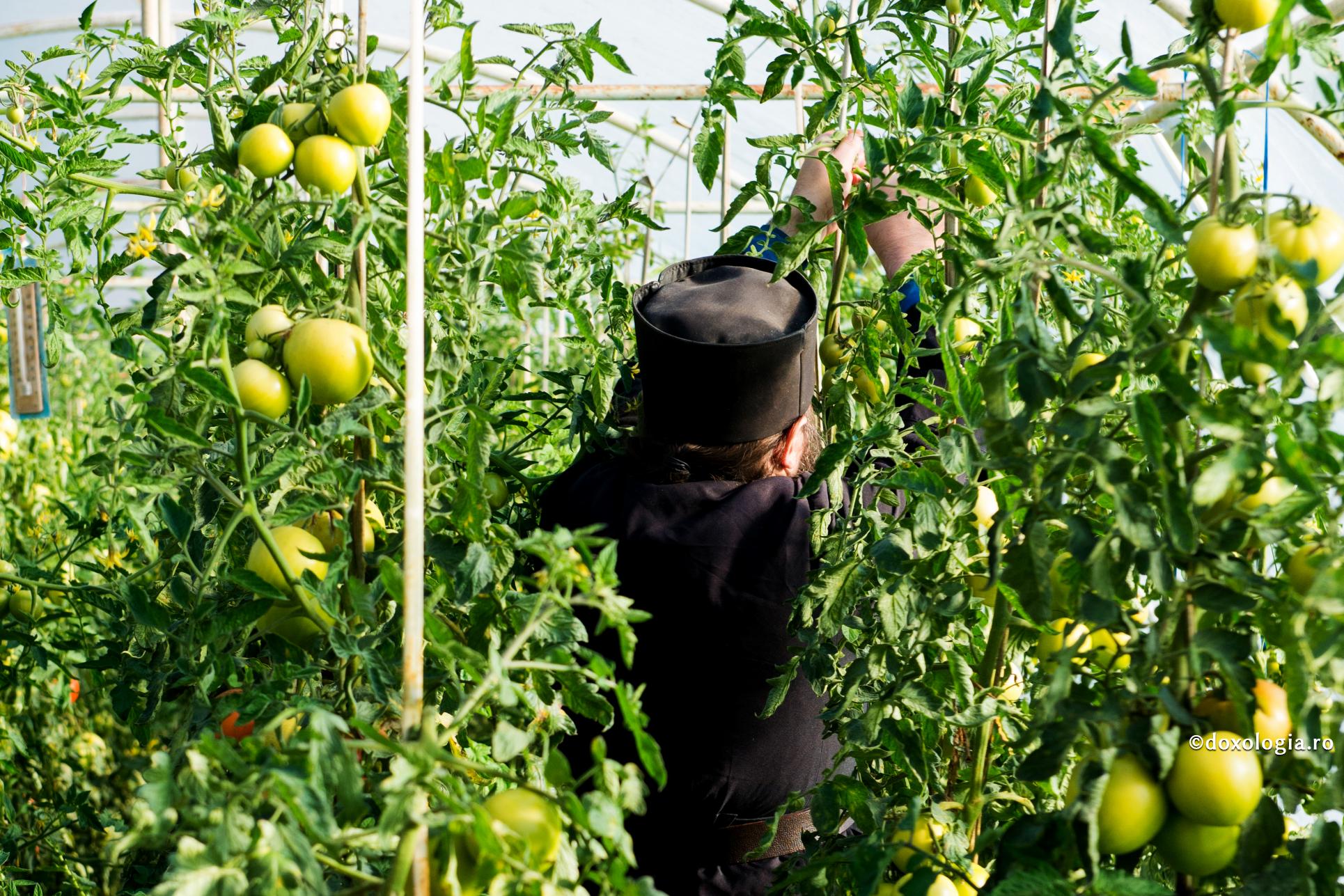 Trudindu-ne, vom dobândi virtutea!