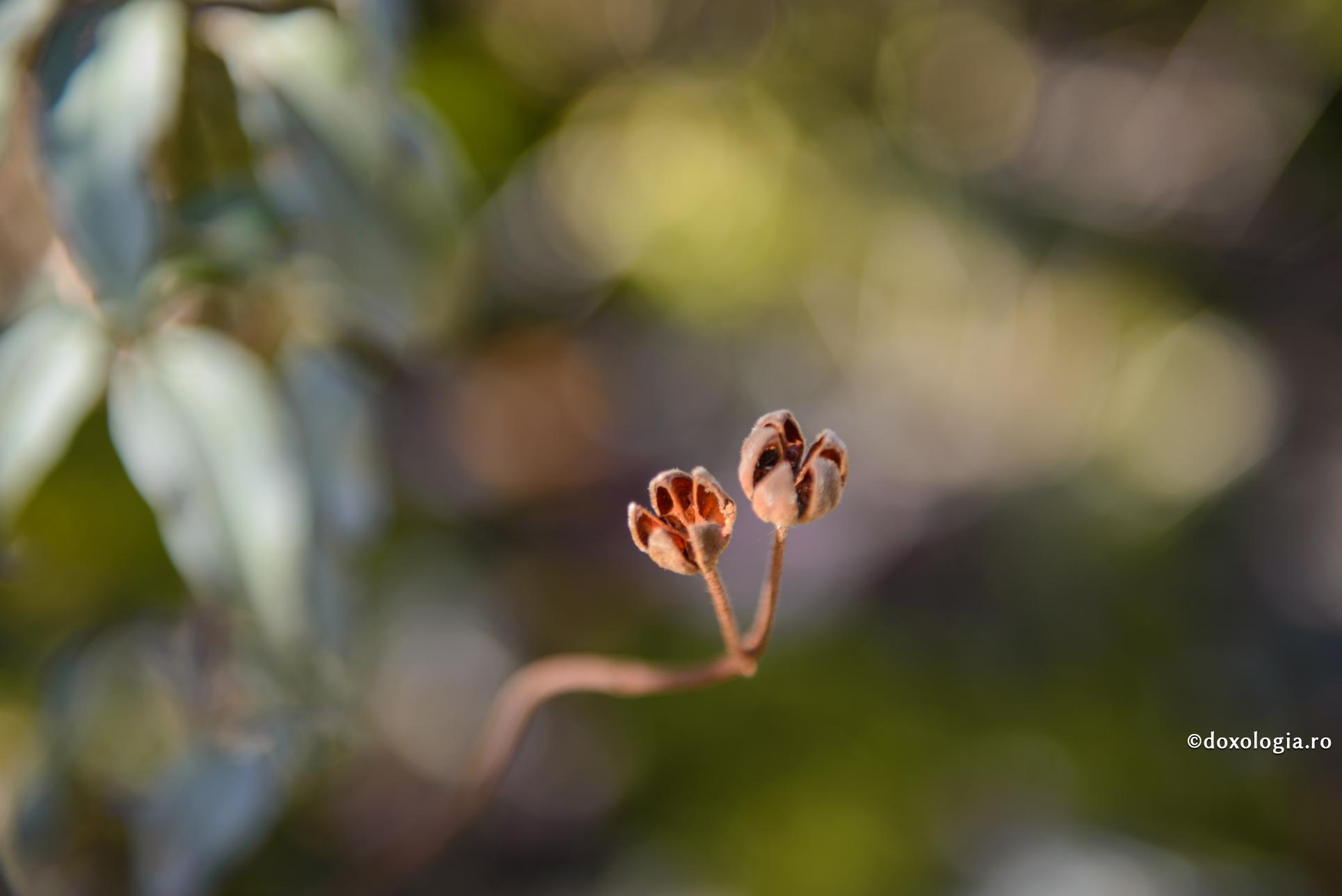Patima din care izvorăsc toate celelalte patimi