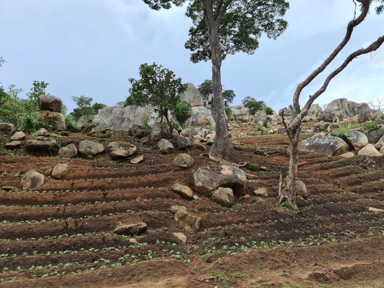 Muntele Igangidungu - Taborul nostru