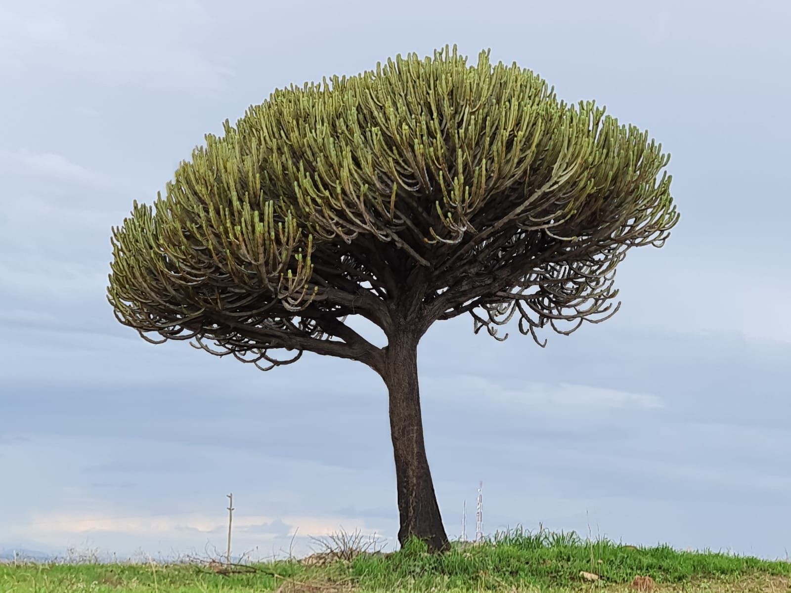 Muntele Igangidungu - Taborul nostru