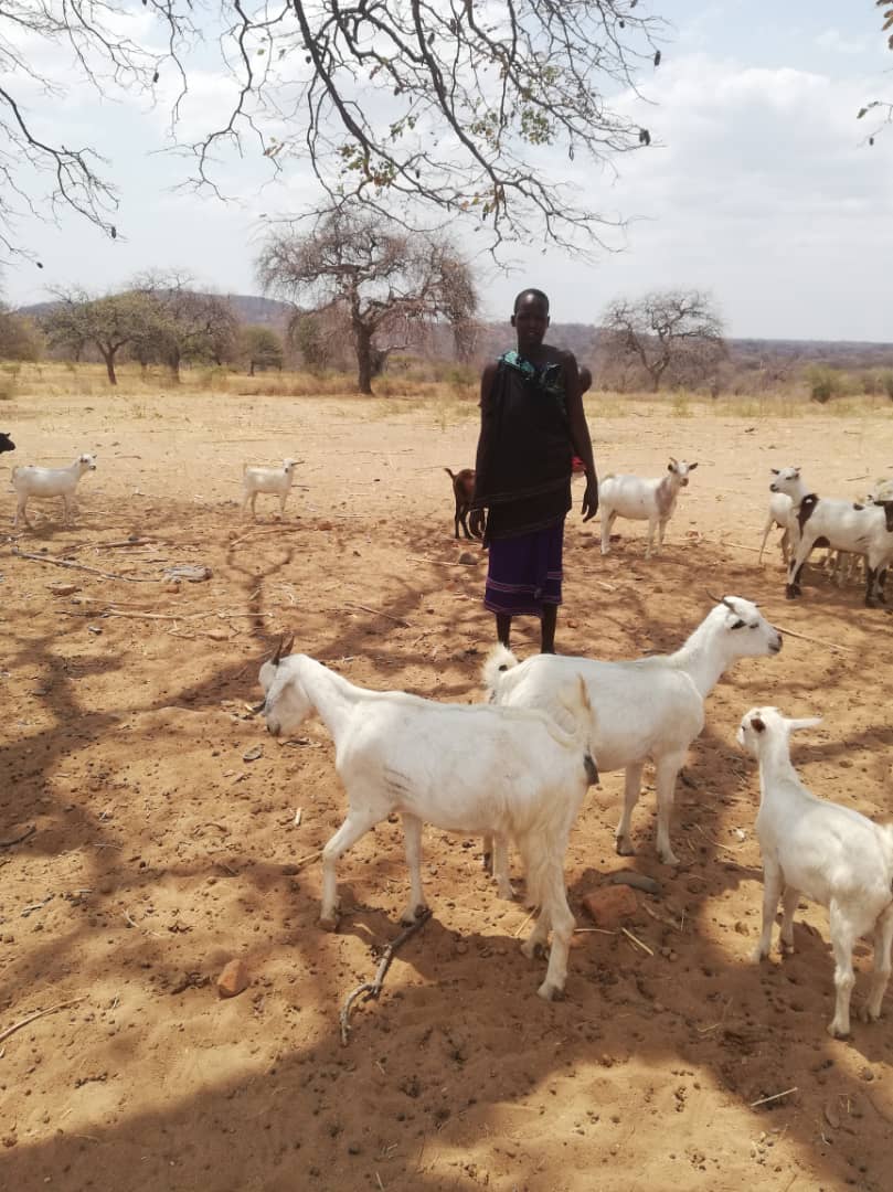 Despre capre ca despre mici comori