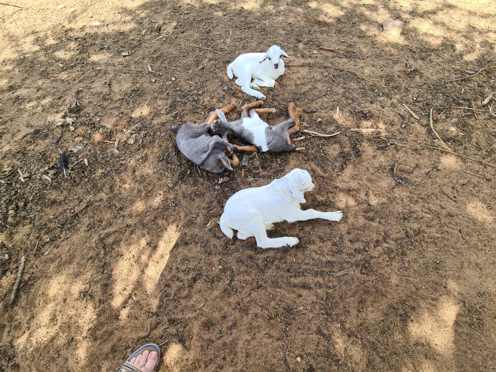 Despre capre ca despre mici comori