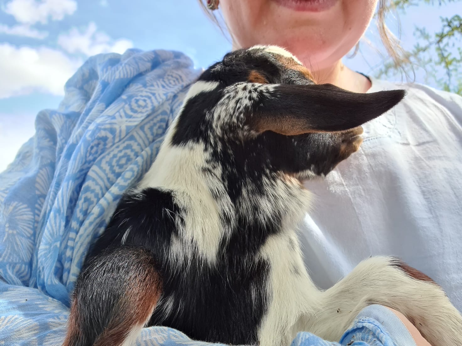 Despre capre ca despre mici comori