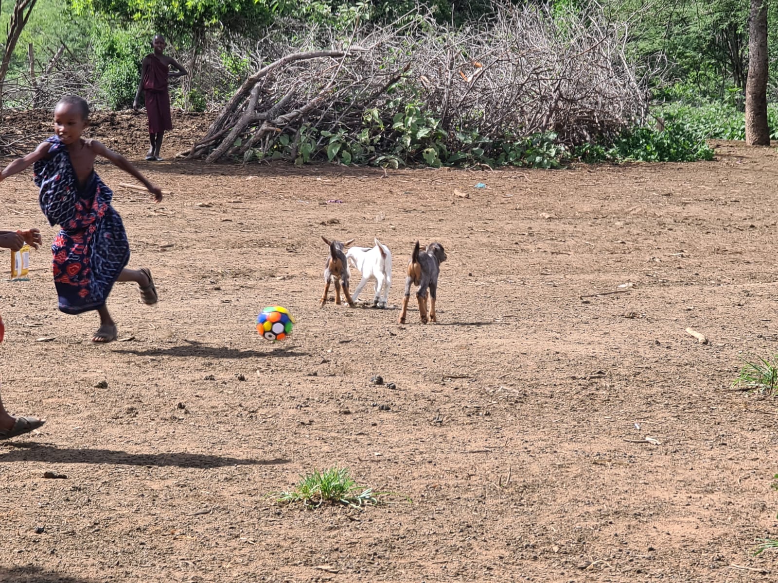 Despre capre ca despre mici comori