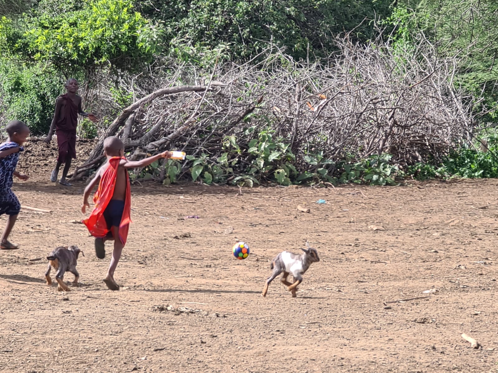 Despre capre ca despre mici comori