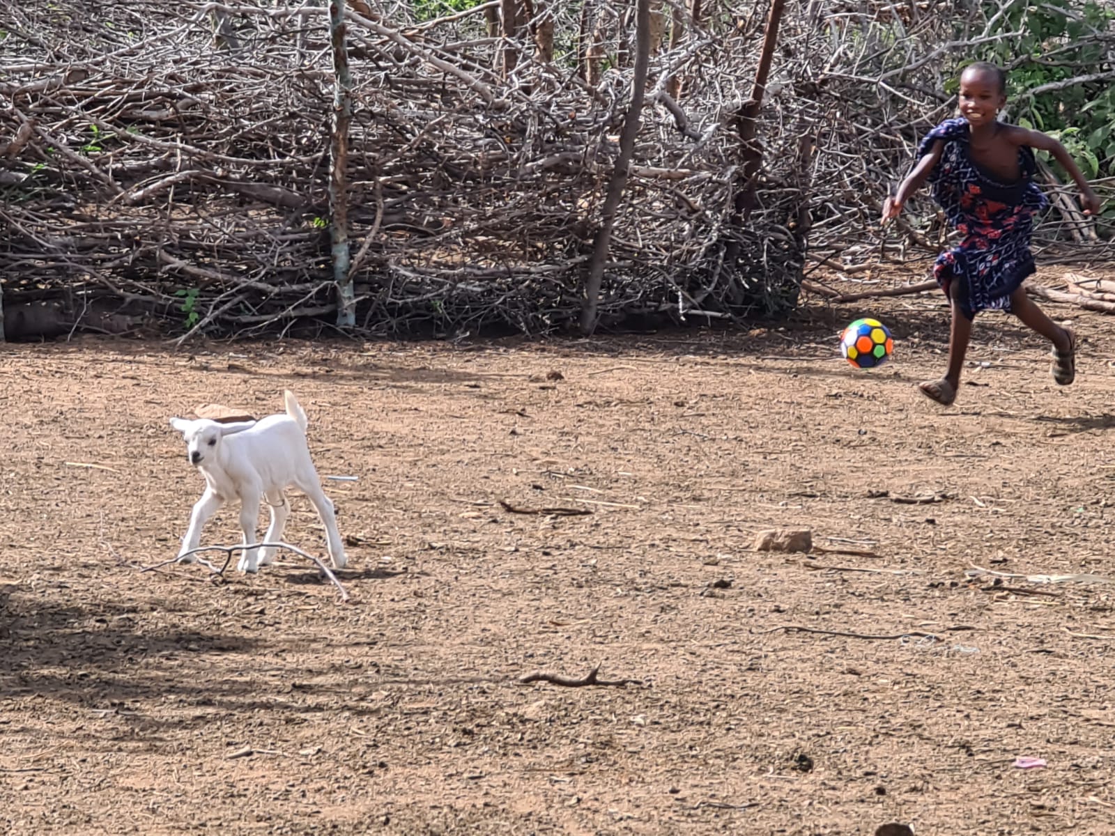Despre capre ca despre mici comori