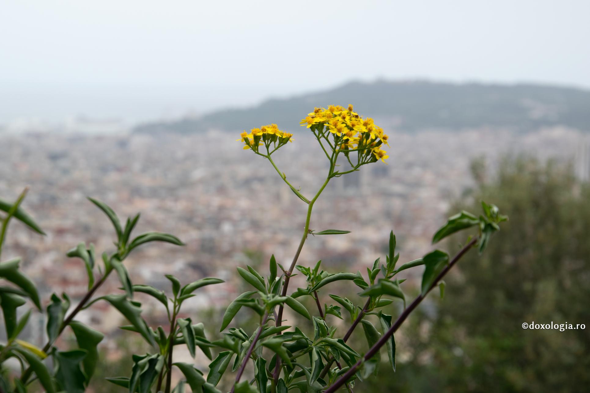 Prin el însuși, omul e firav ca o floare a câmpului