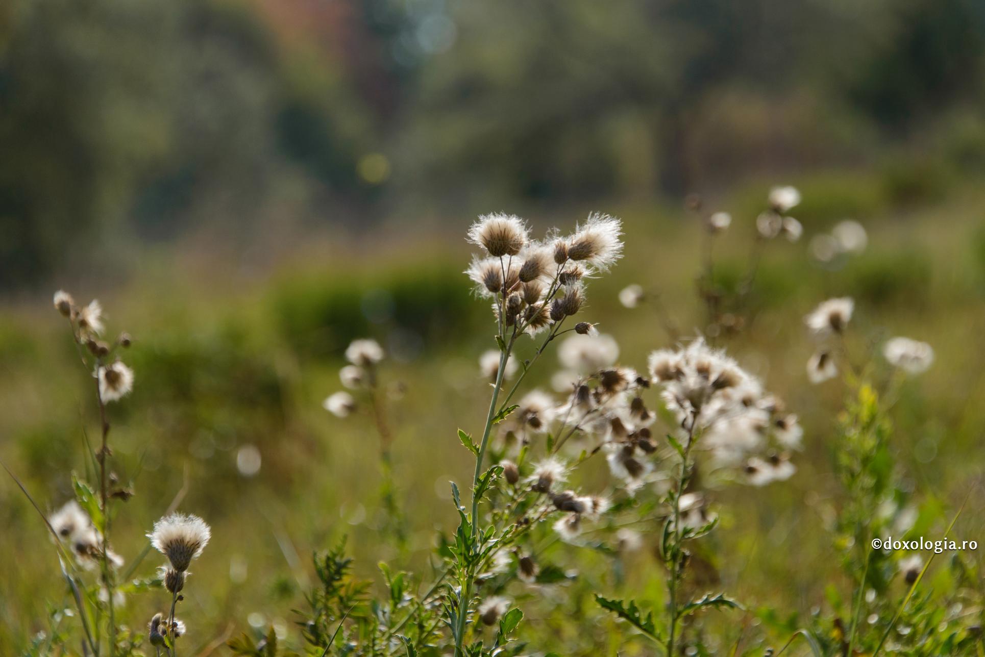 Orice păcat e o călcare a Legii lui Dumnezeu