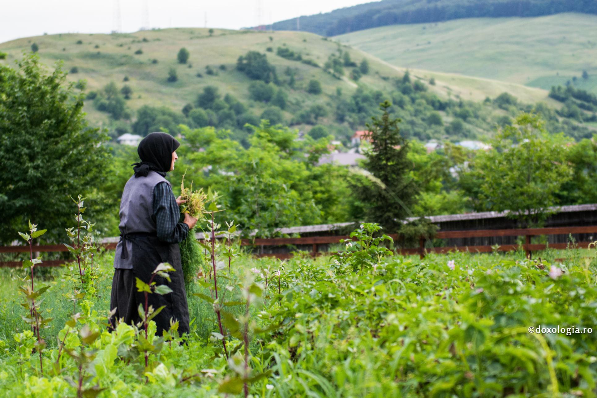 Creștinul să păzească roadele duhovnicești de păsările gândurilor