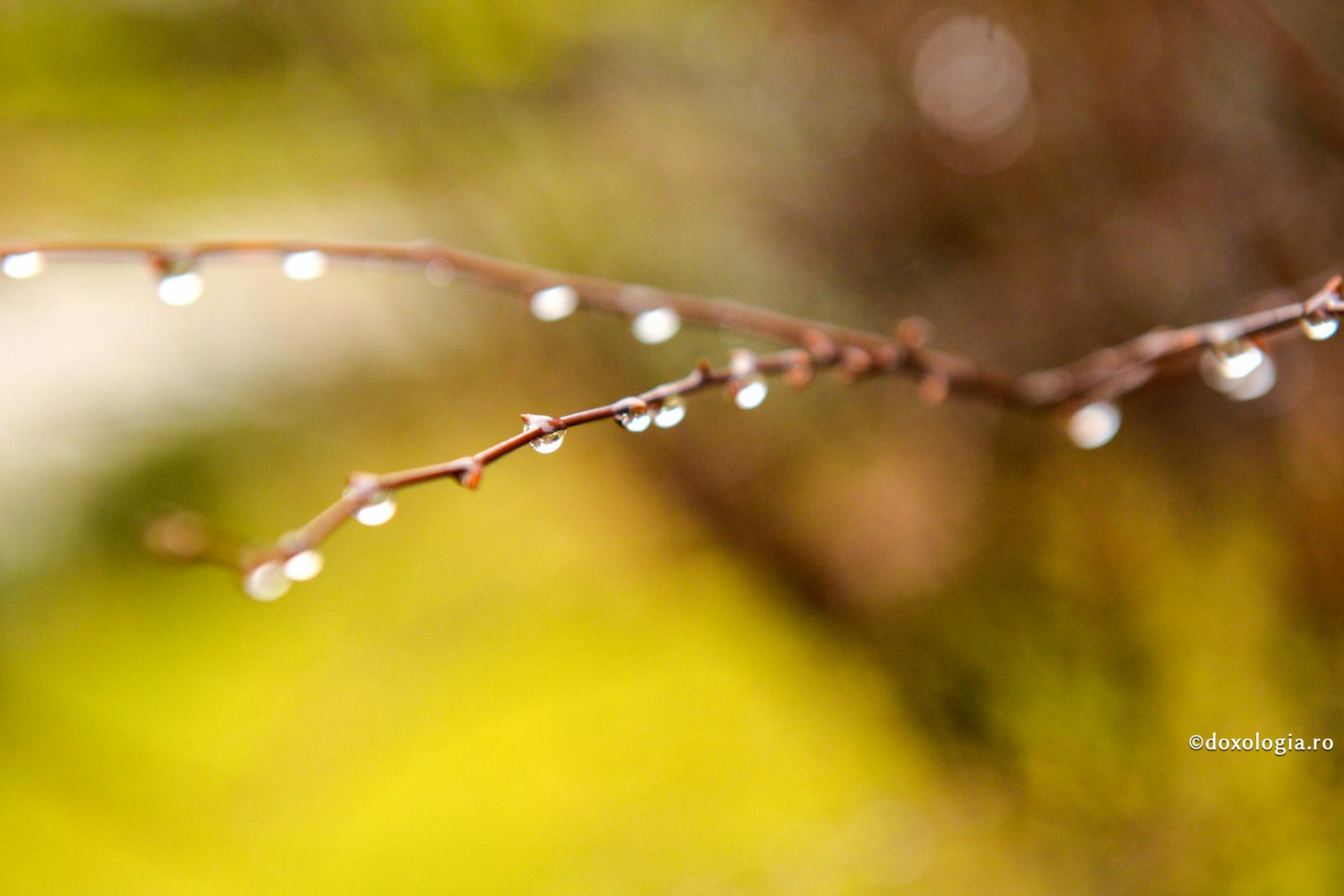 picături de apă pe ramură