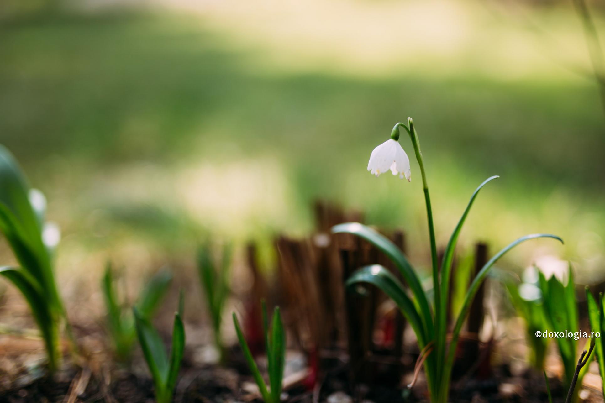 Semnul direct al renașterii în Hristos