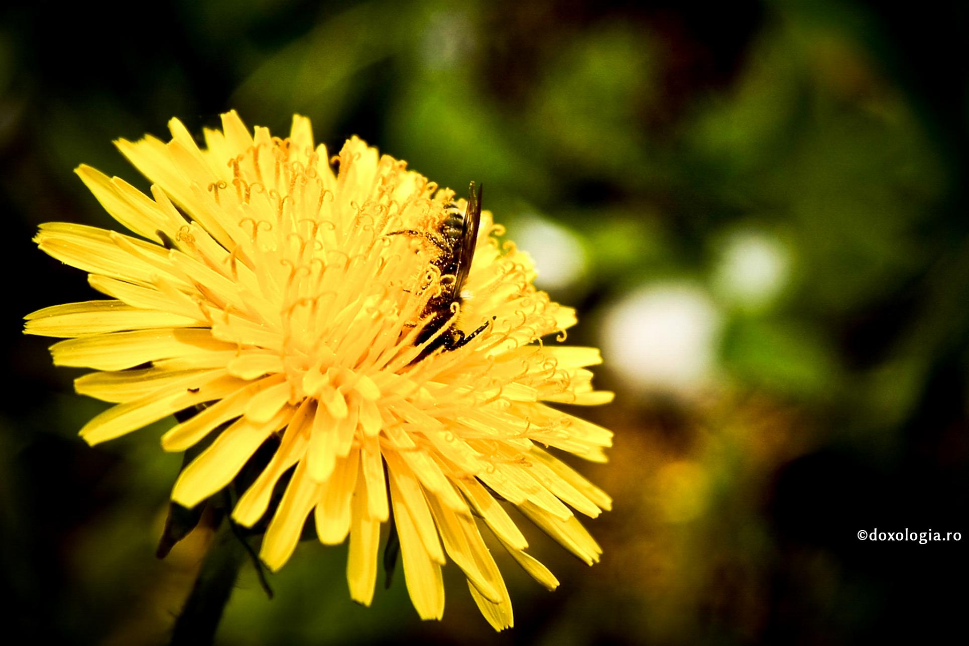 „Robi netrebnici suntem, căci ce eram datori a face am făcut”
