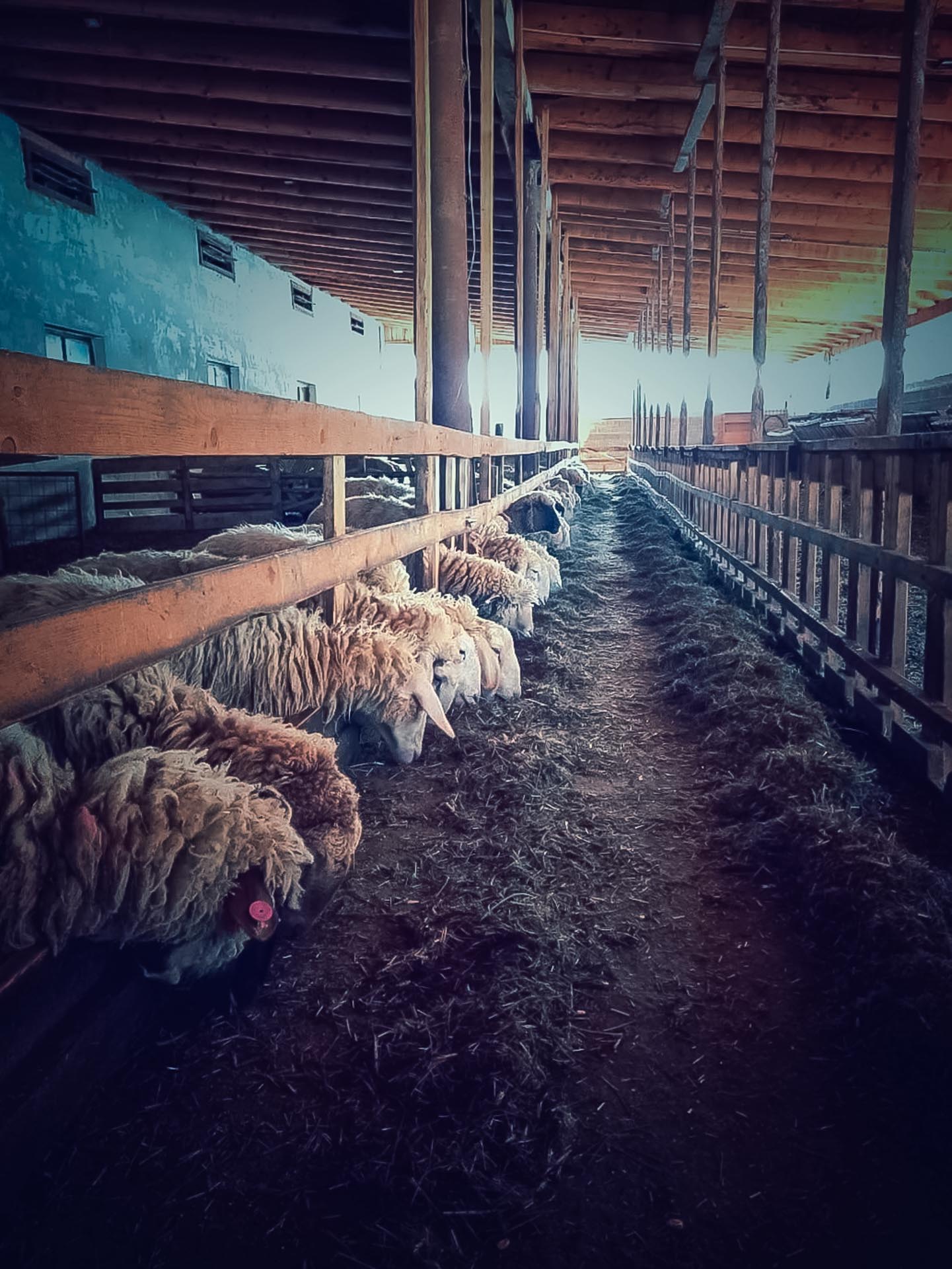 Tabără de iarnă organizată de ASCOR Alba Iulia la Mănăstirea Oașa