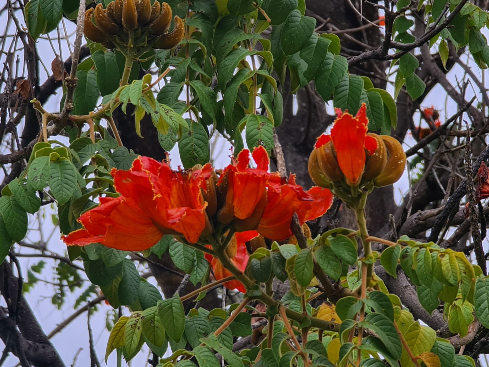 Grădina care aștepta ploaia - binecuvântările postului nostru