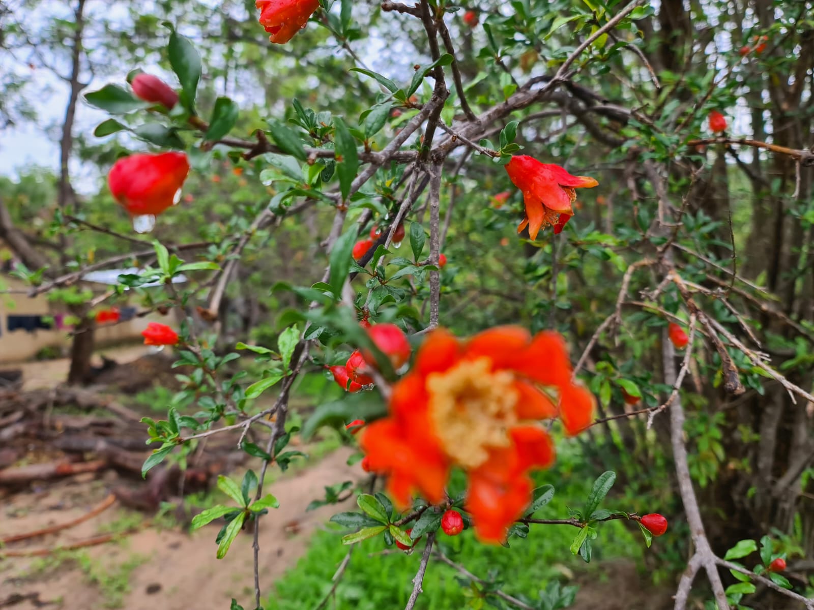 Grădina care aștepta ploaia - binecuvântările postului nostru