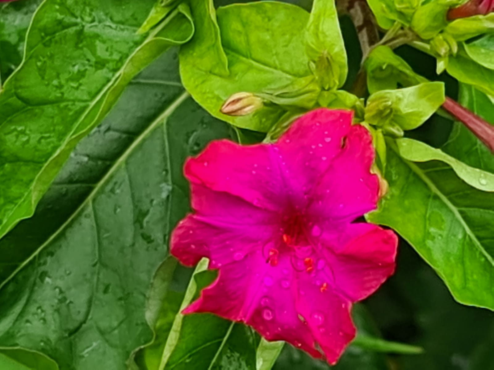 Grădina care aștepta ploaia - binecuvântările postului nostru