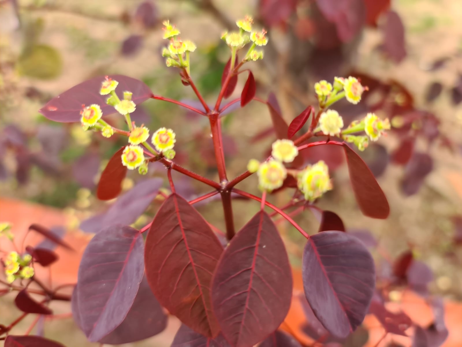 Grădina care aștepta ploaia - binecuvântările postului nostru