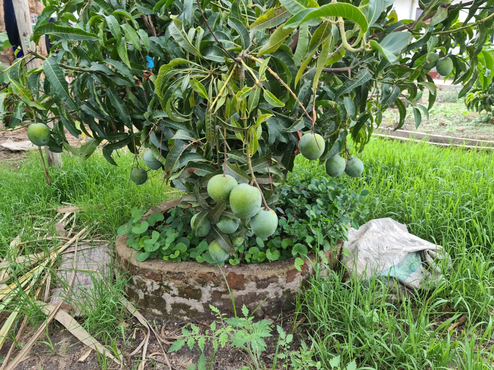 Grădina care aștepta ploaia - binecuvântările postului nostru