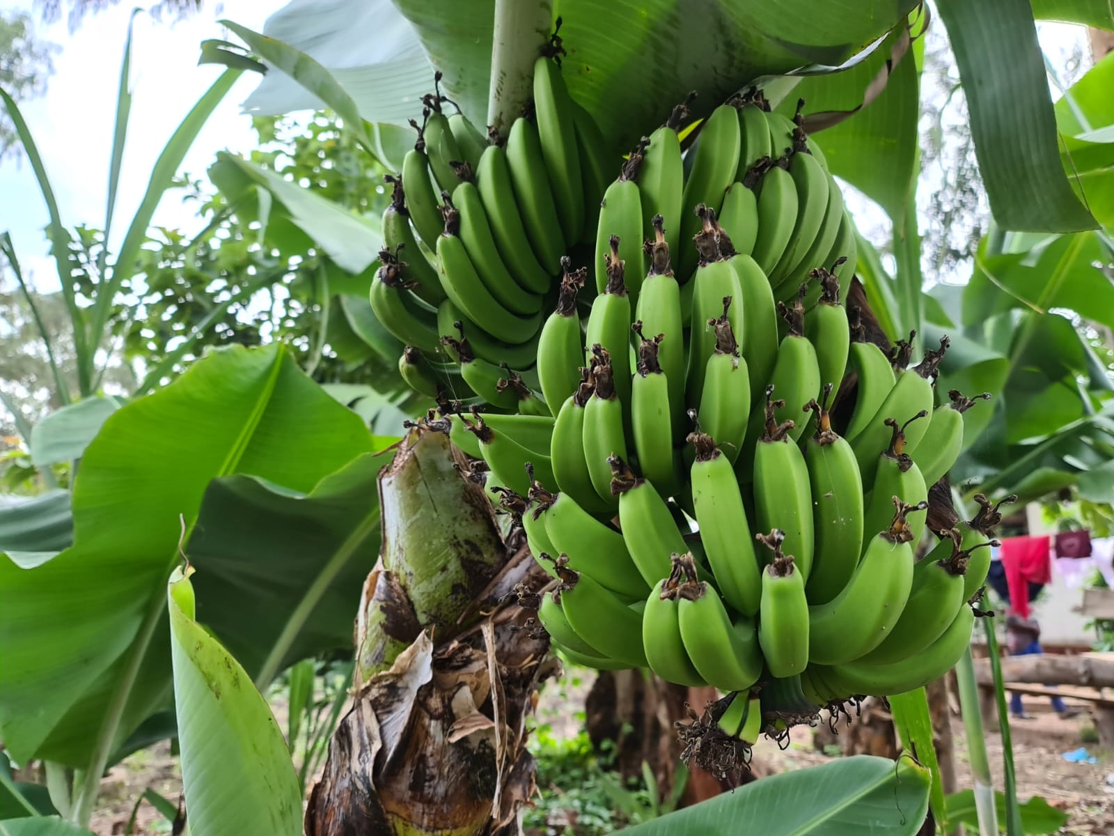 Grădina care aștepta ploaia - binecuvântările postului nostru