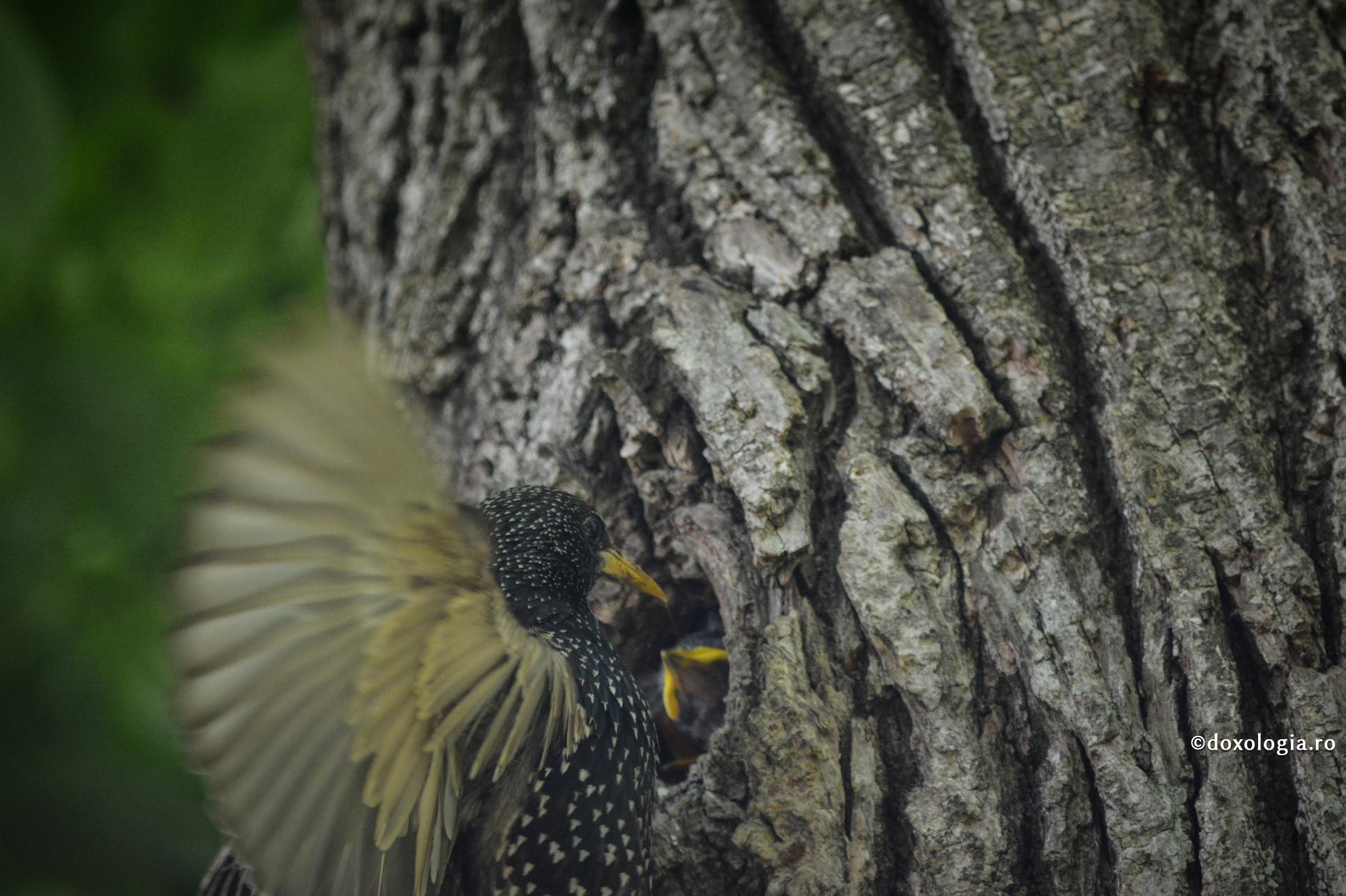 Jertfa unei mame – definiție a iubirii
