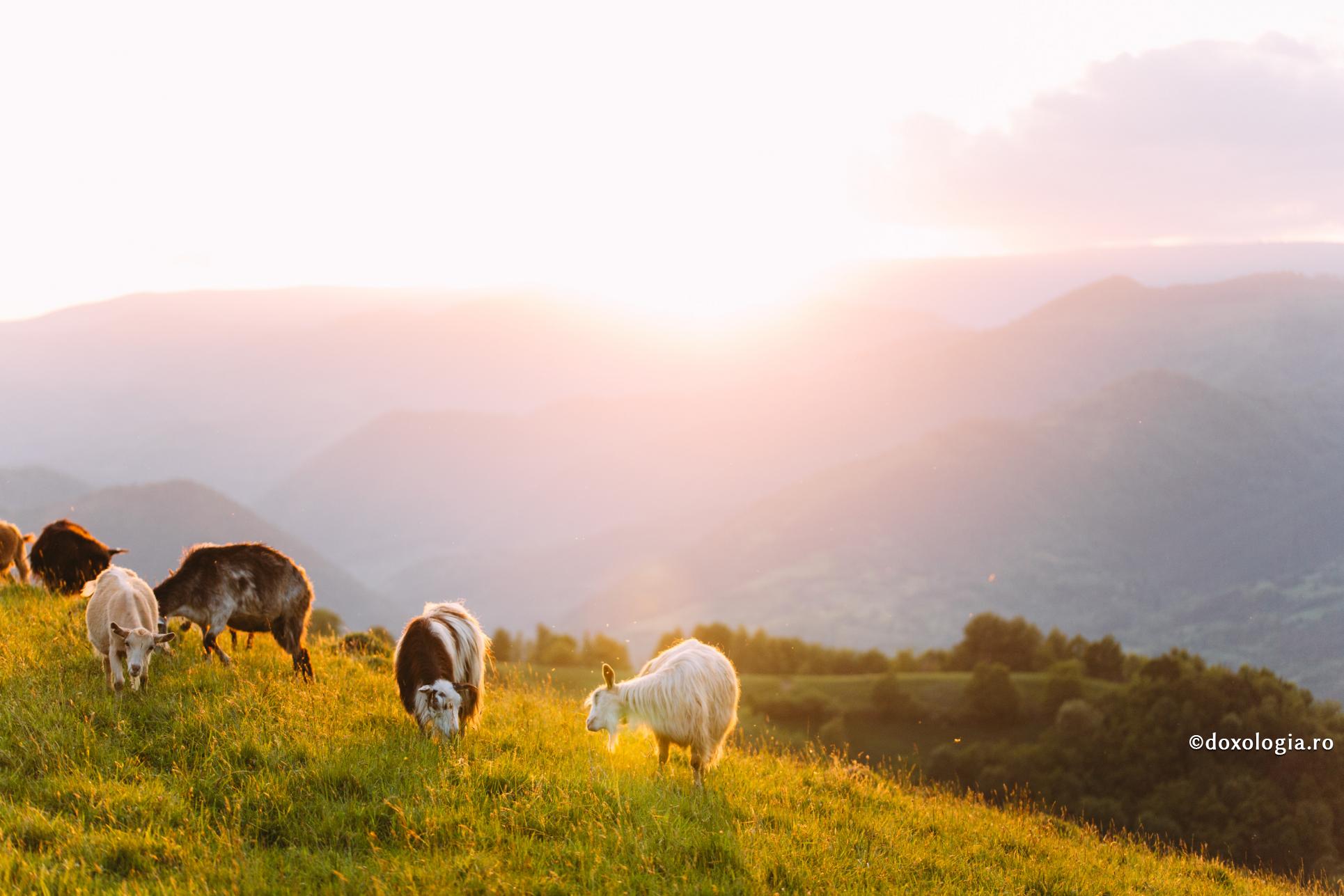 Foto: Pr. Benedict Both Consumaţi carnea de miel cu multe legume!